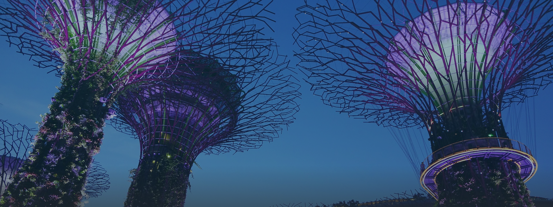Tall illuminated Supertree structures with purple lights and branching canopies against a blue dusk sky.