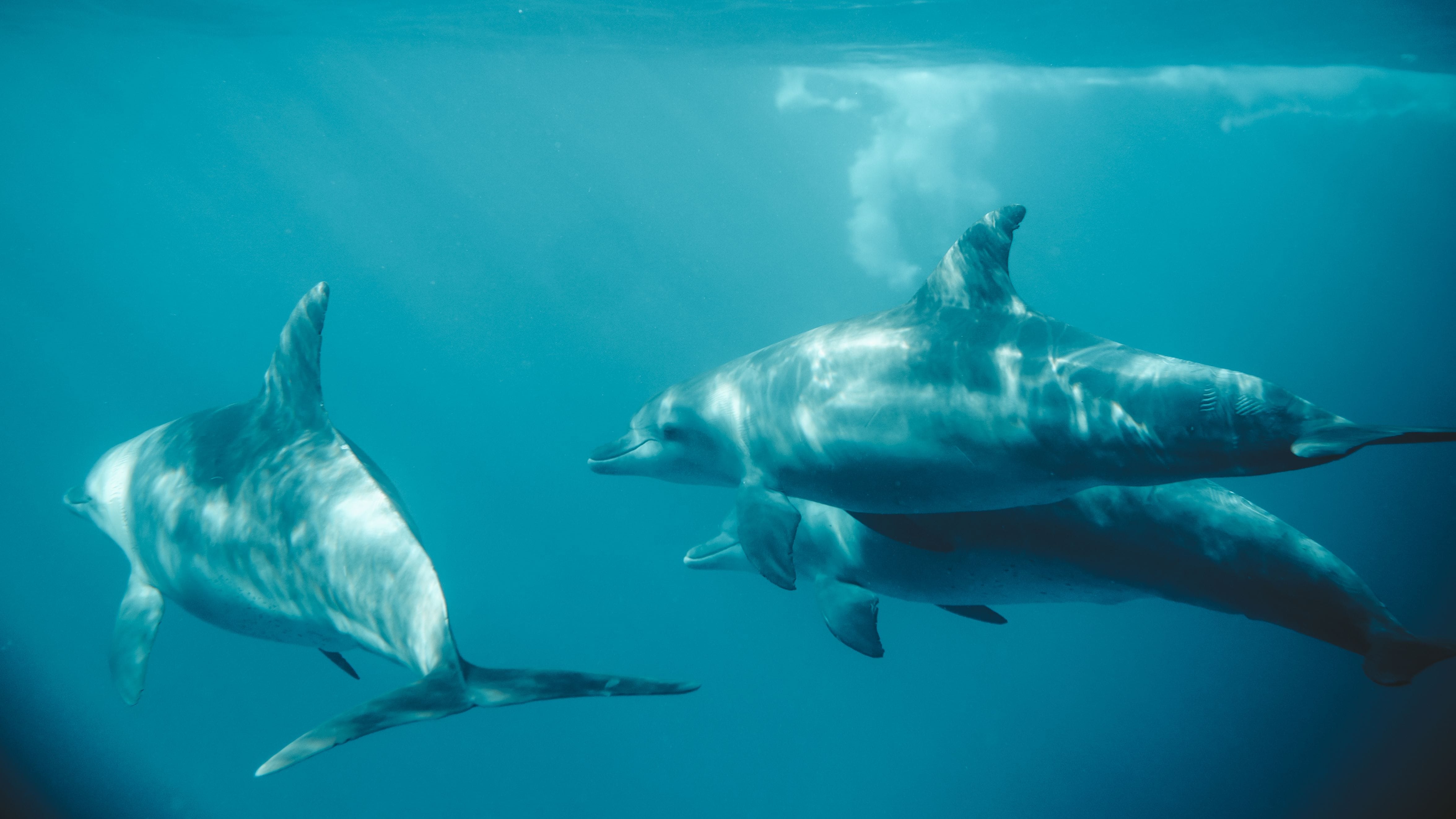 Dolphins