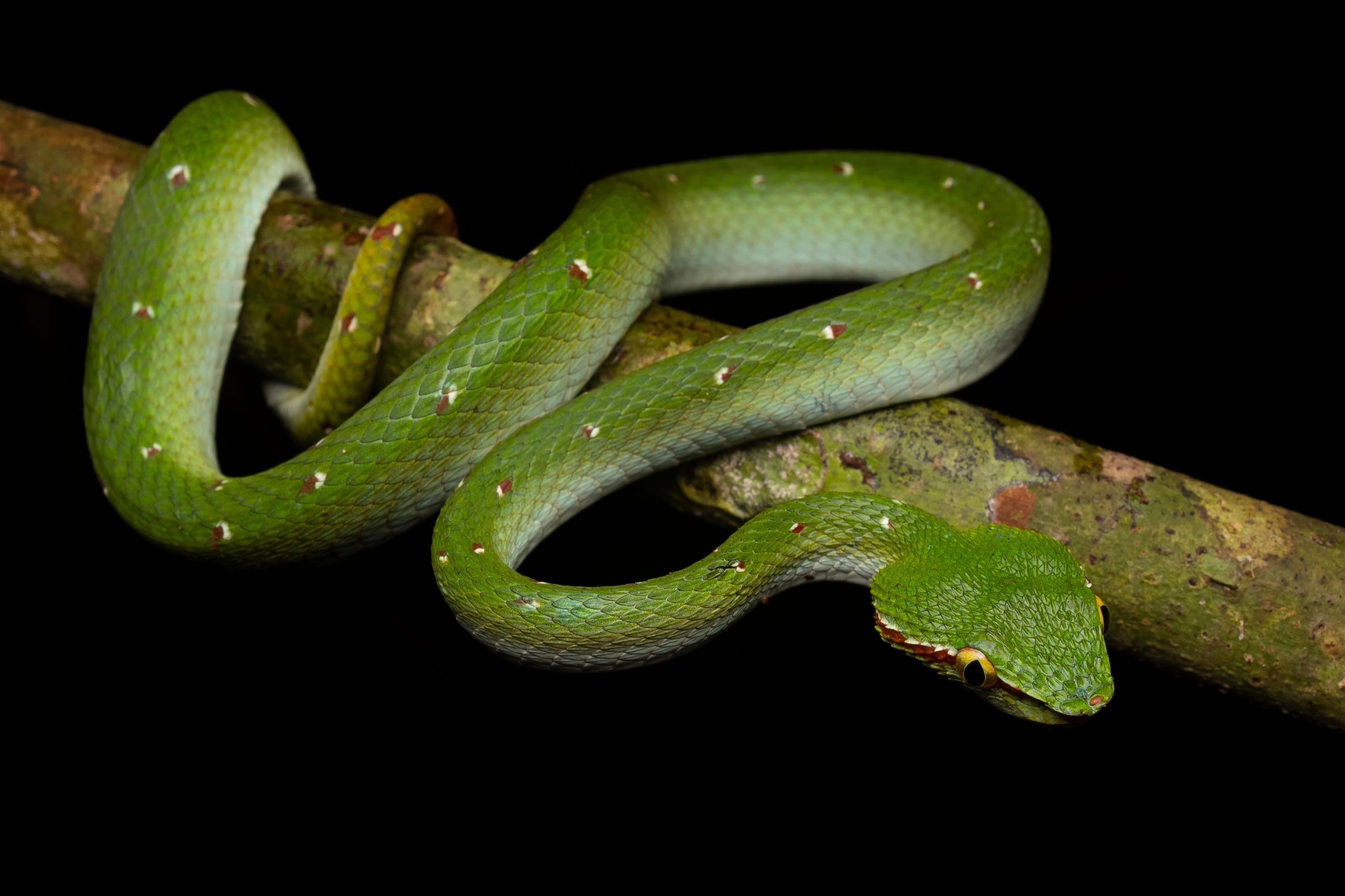A green snake with small white and red spots coiled around a branch against a black background.