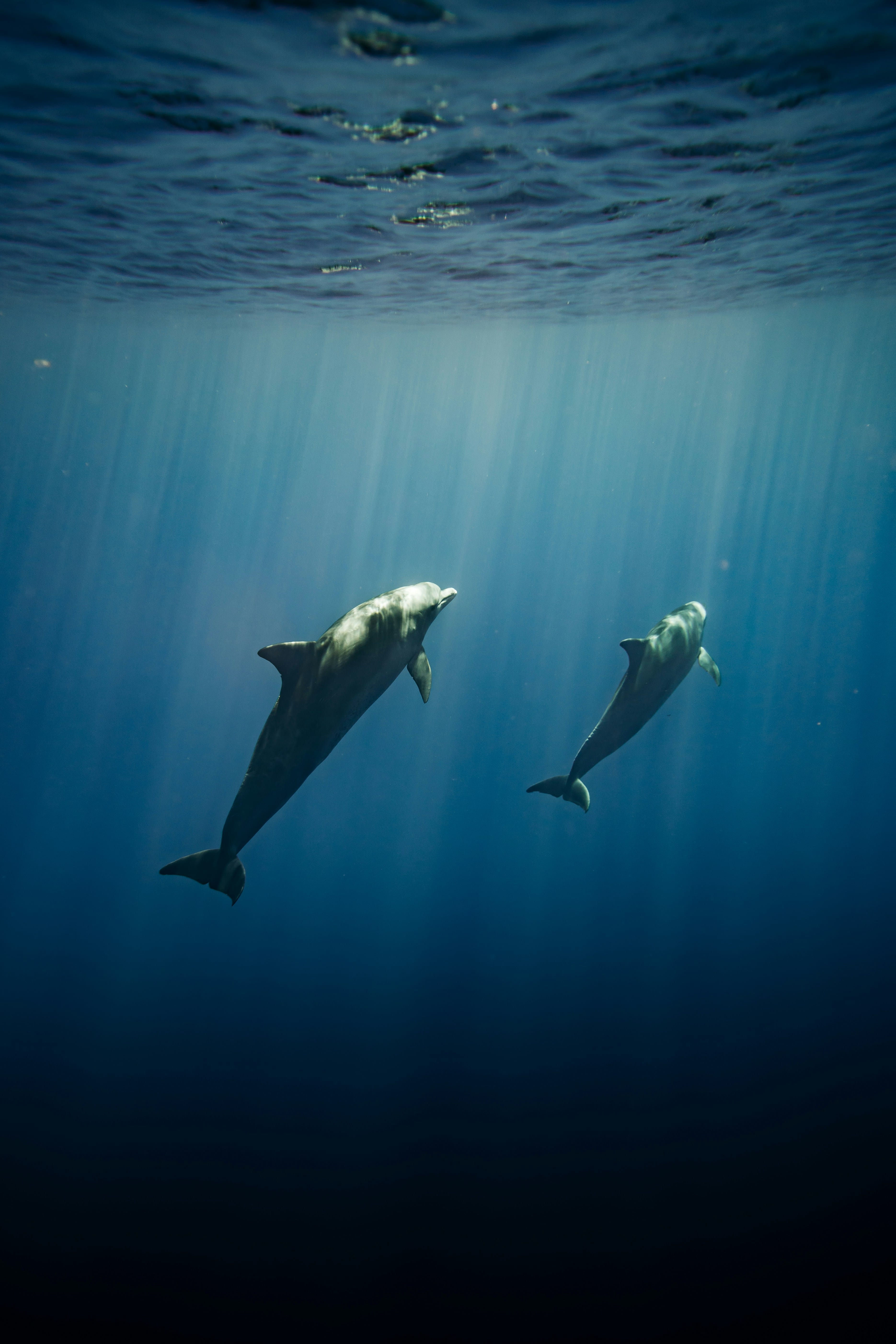 Photo of two dolphins in the sea