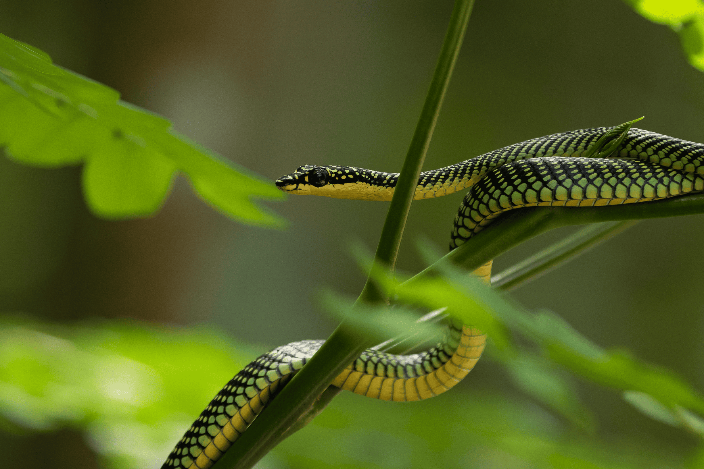 A black and yellow patterned snake coiled around green plant stems among blurred foliage.