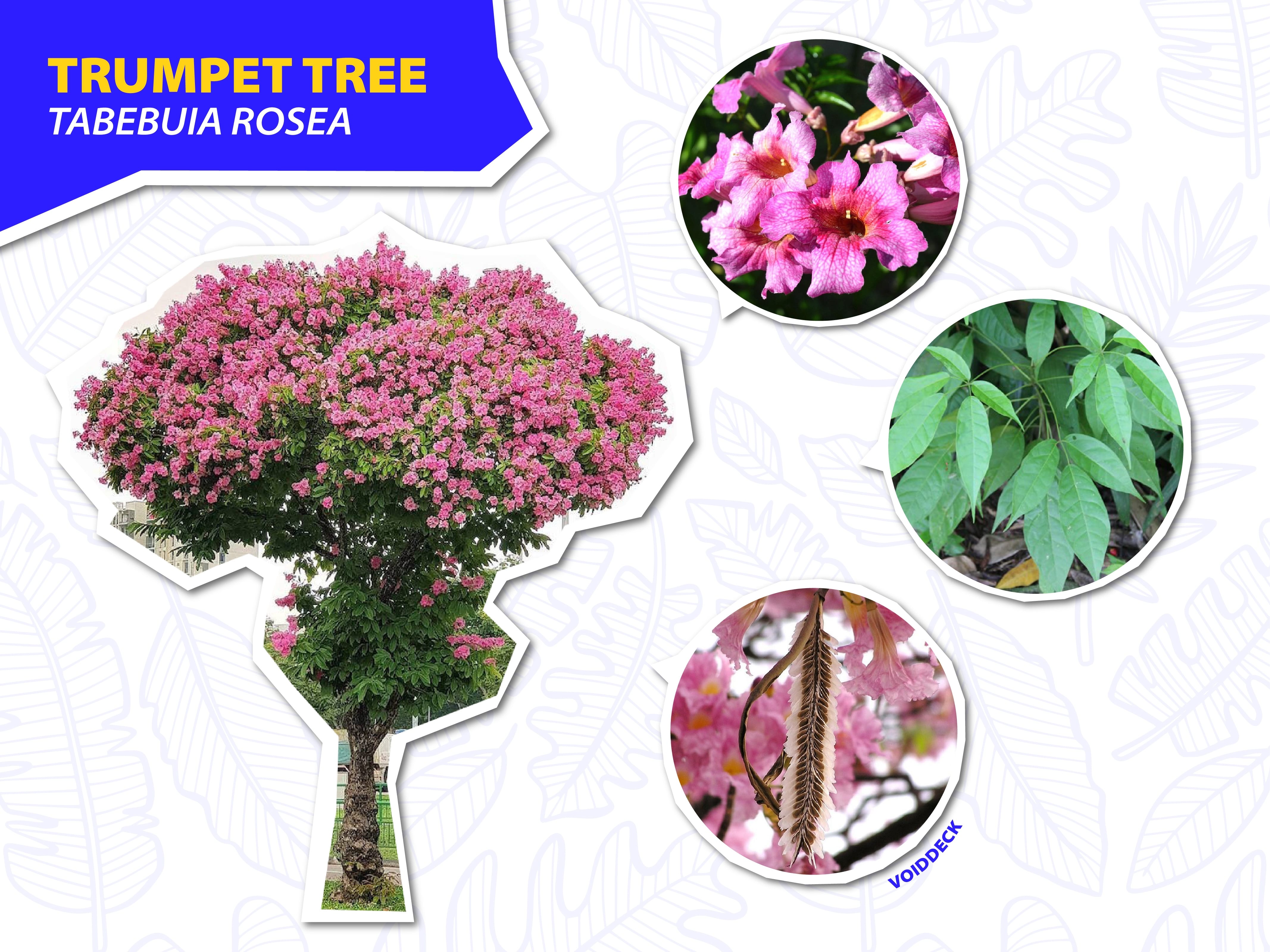 Infographic of Trumpet Tree Tabebuia rosea showing a pink-flowering tree, close-up blooms, green leaves, and seed pods.