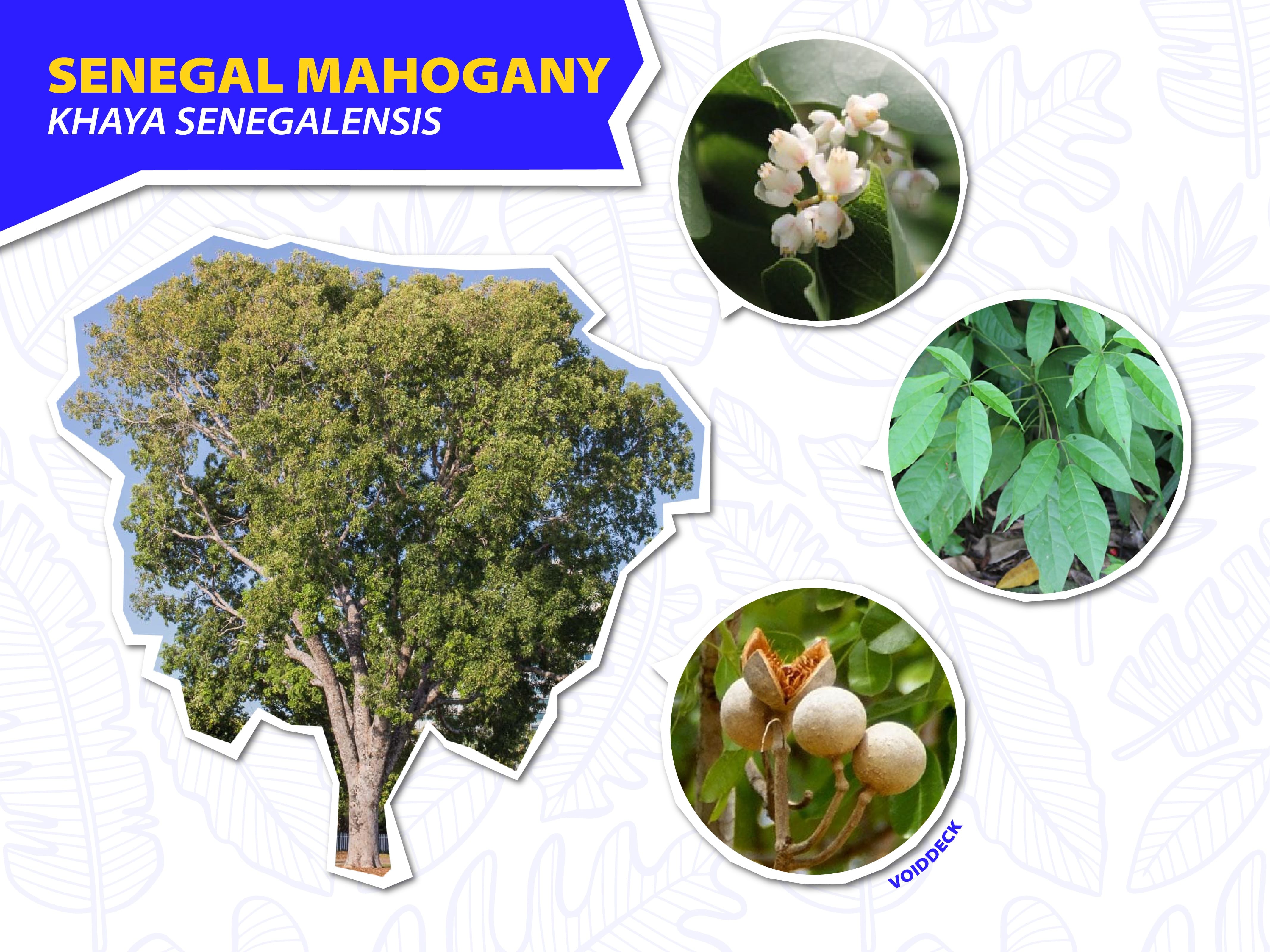 Senegal Mahogany tree with close-up circles showing white flowers, green leaves, and round seed pods.