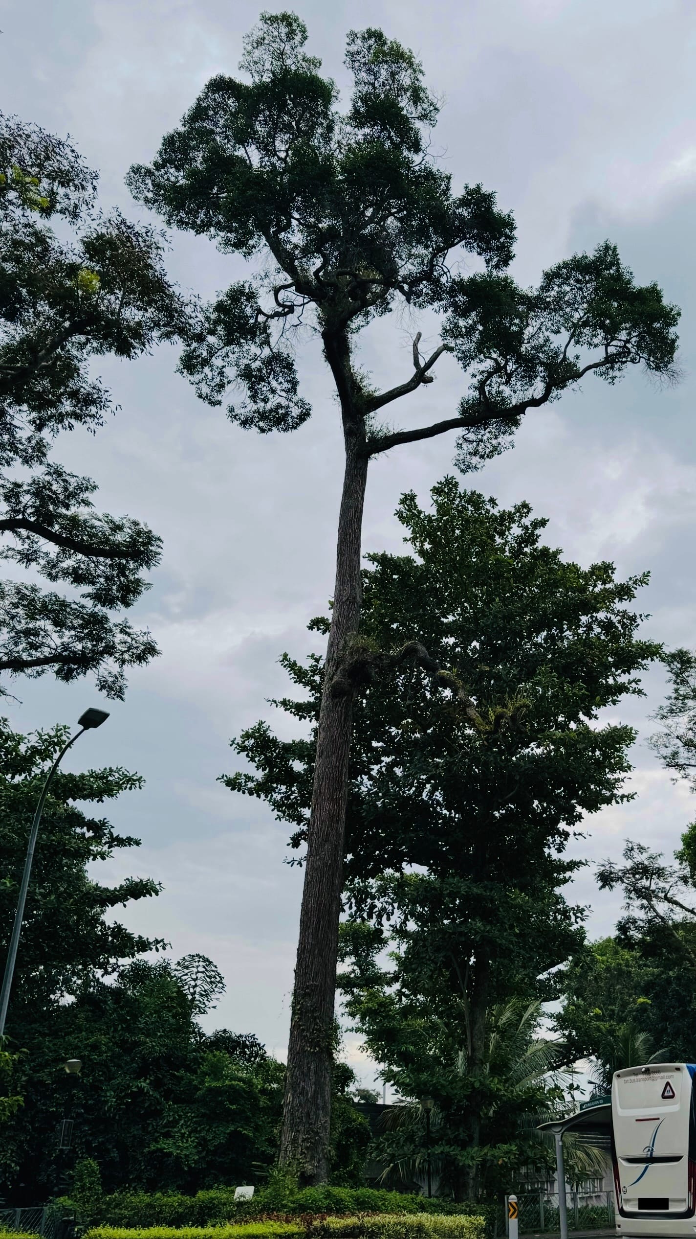 A tall, thin-trunked tree with a wide green canopy rises against a cloudy sky, with a bus and street lamp nearby.