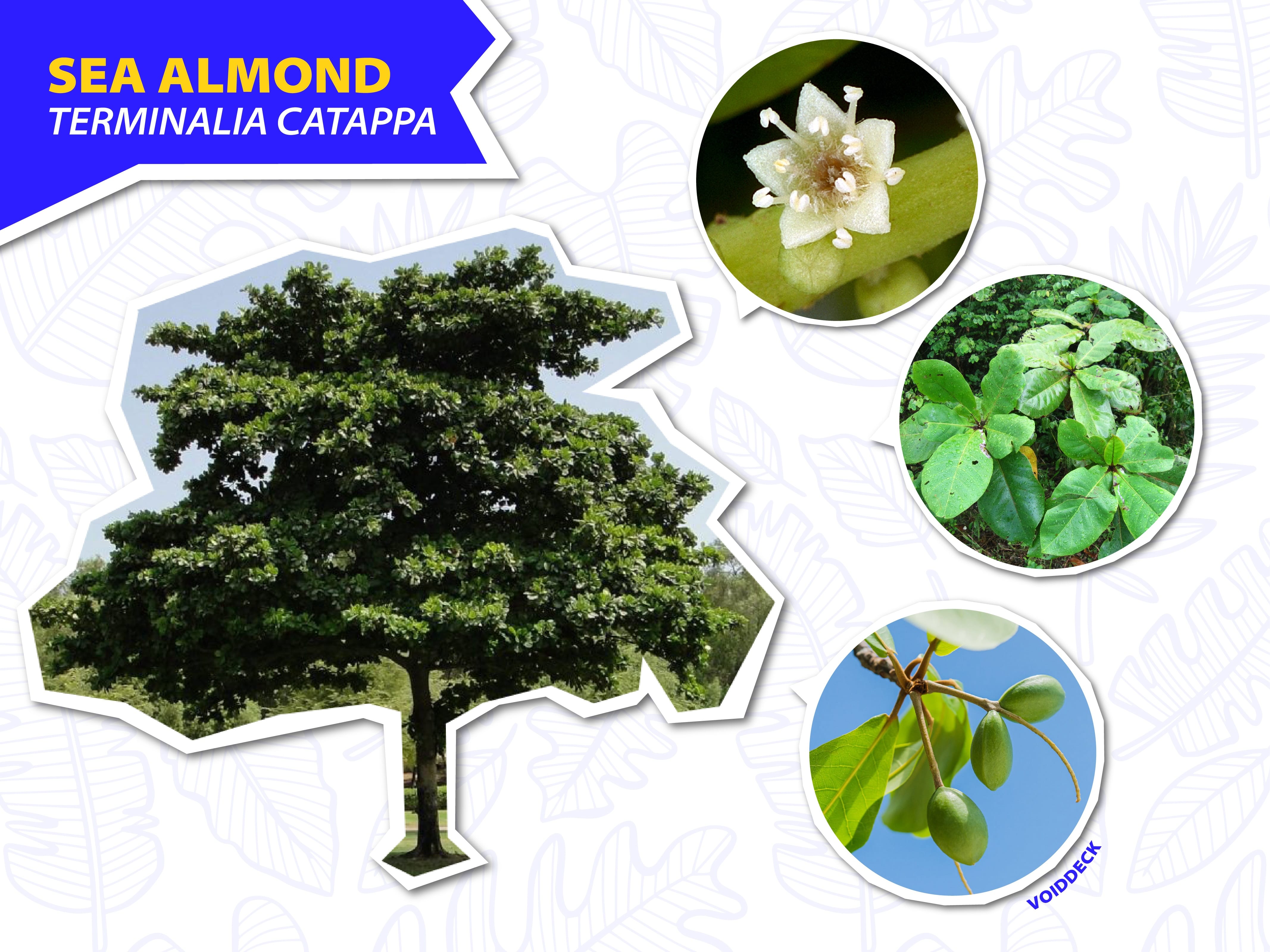Sea Almond tree with close-up circles showing its small white flower, broad green leaves, and green fruits on a branch.
