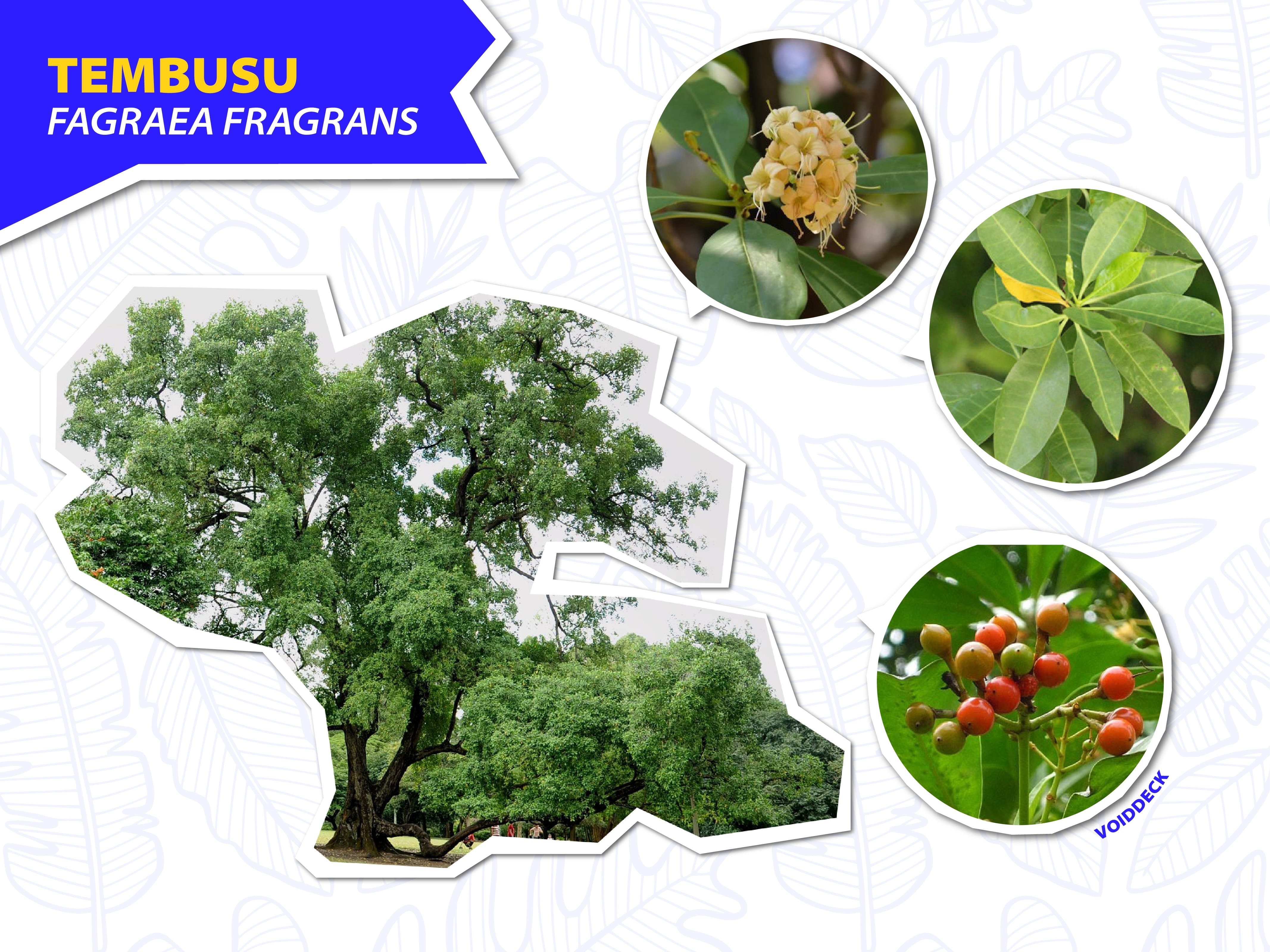 Infographic of Tembusu tree showing its full form, yellow flowers, green leaves, and red berries.