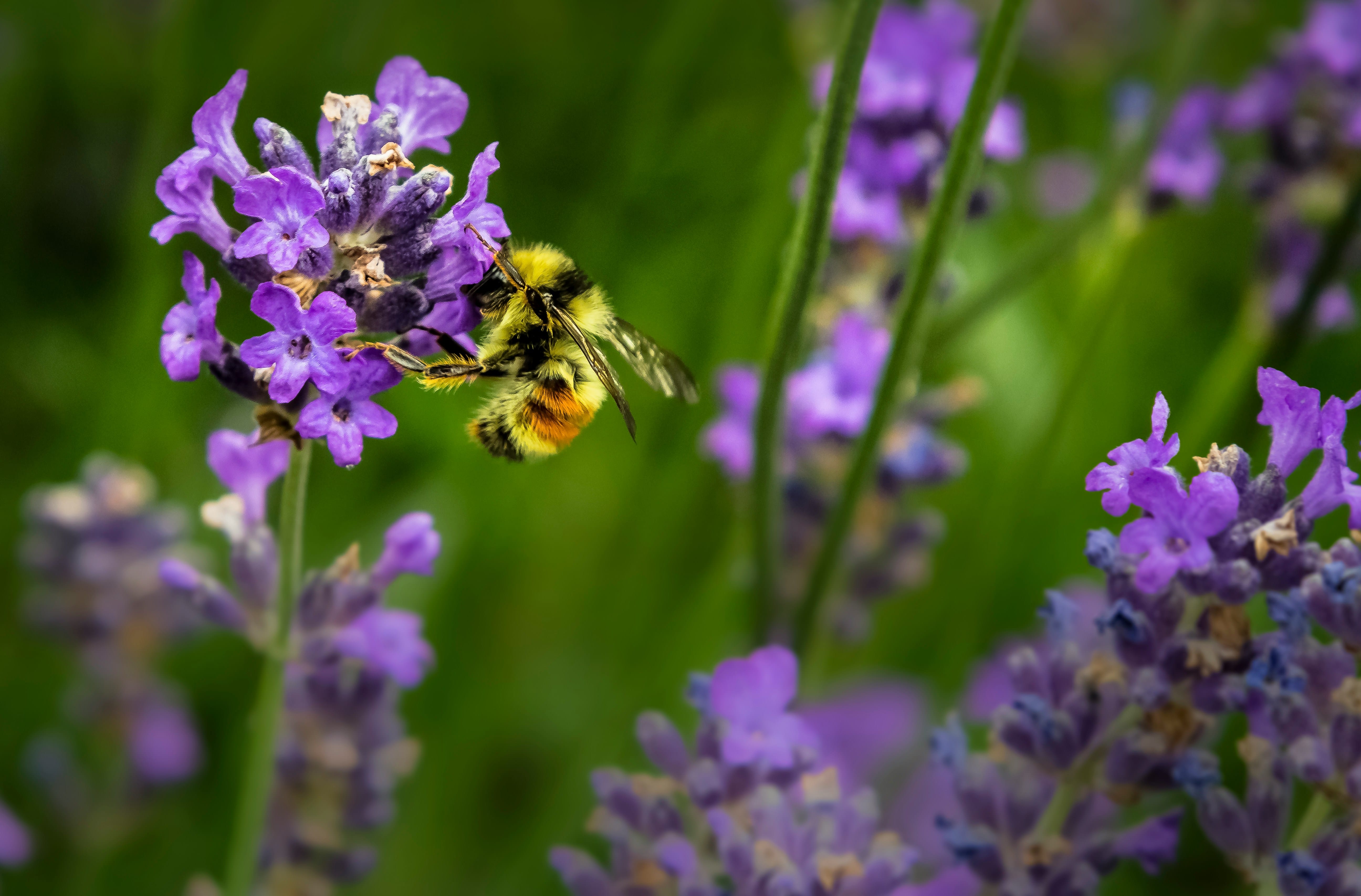 A yellow and black bumblebee perched on a purple lavender flower with a blurred green background.