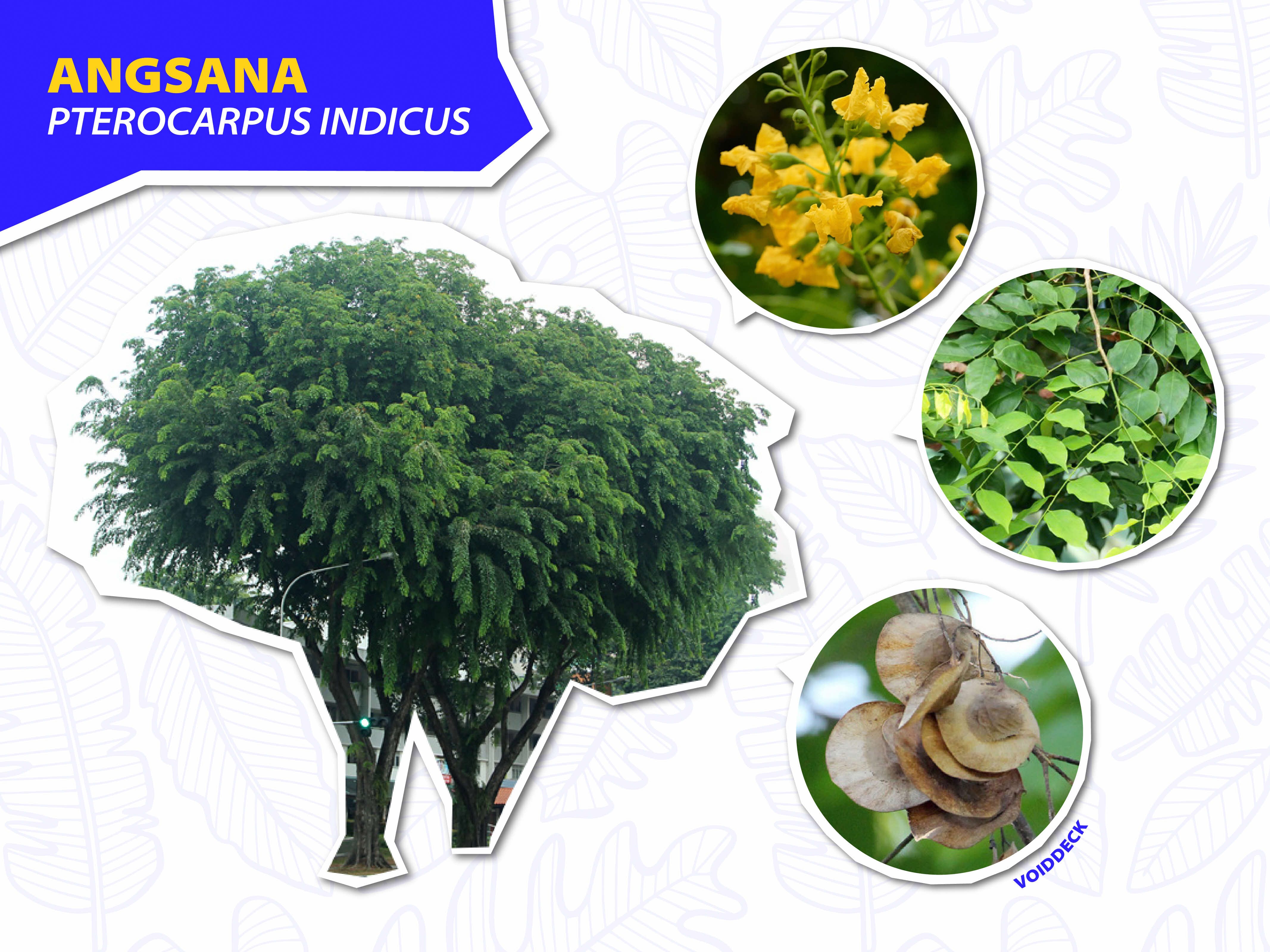 Angsana tree infographic showing the full tree, yellow flowers, green leaves, and round winged seed pods.