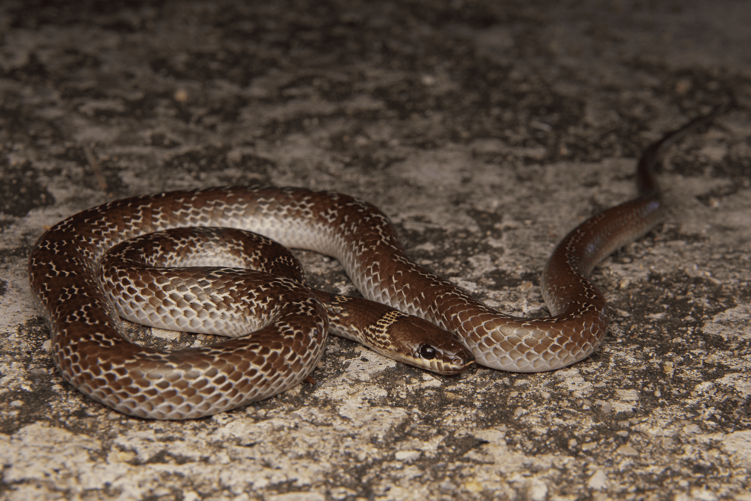 A brown and cream patterned snake coiled loosely on a rough rocky surface, with its head facing right.