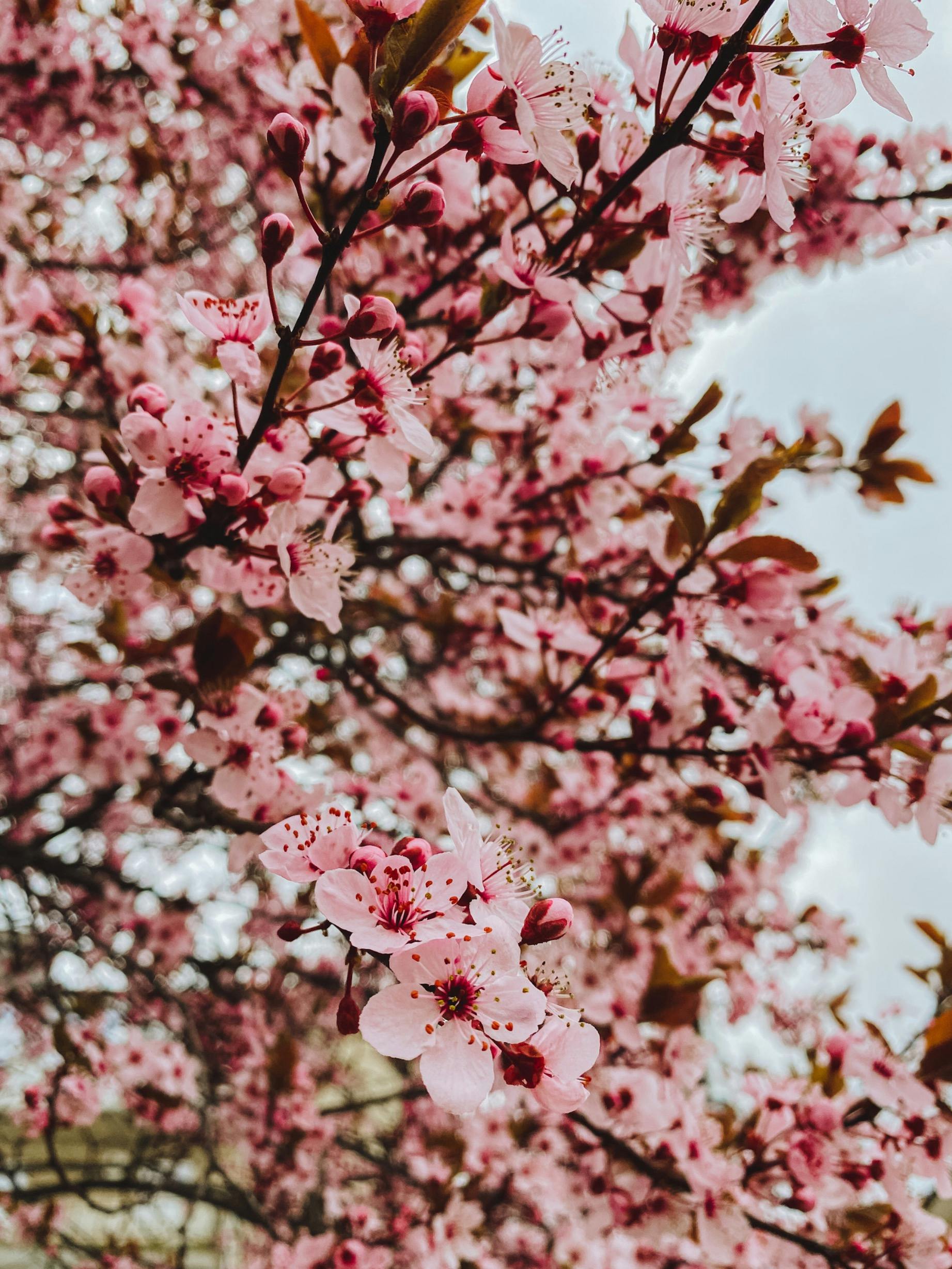 Close-up of tree branches densely covered in pink blossoms and buds against a pale sky.
