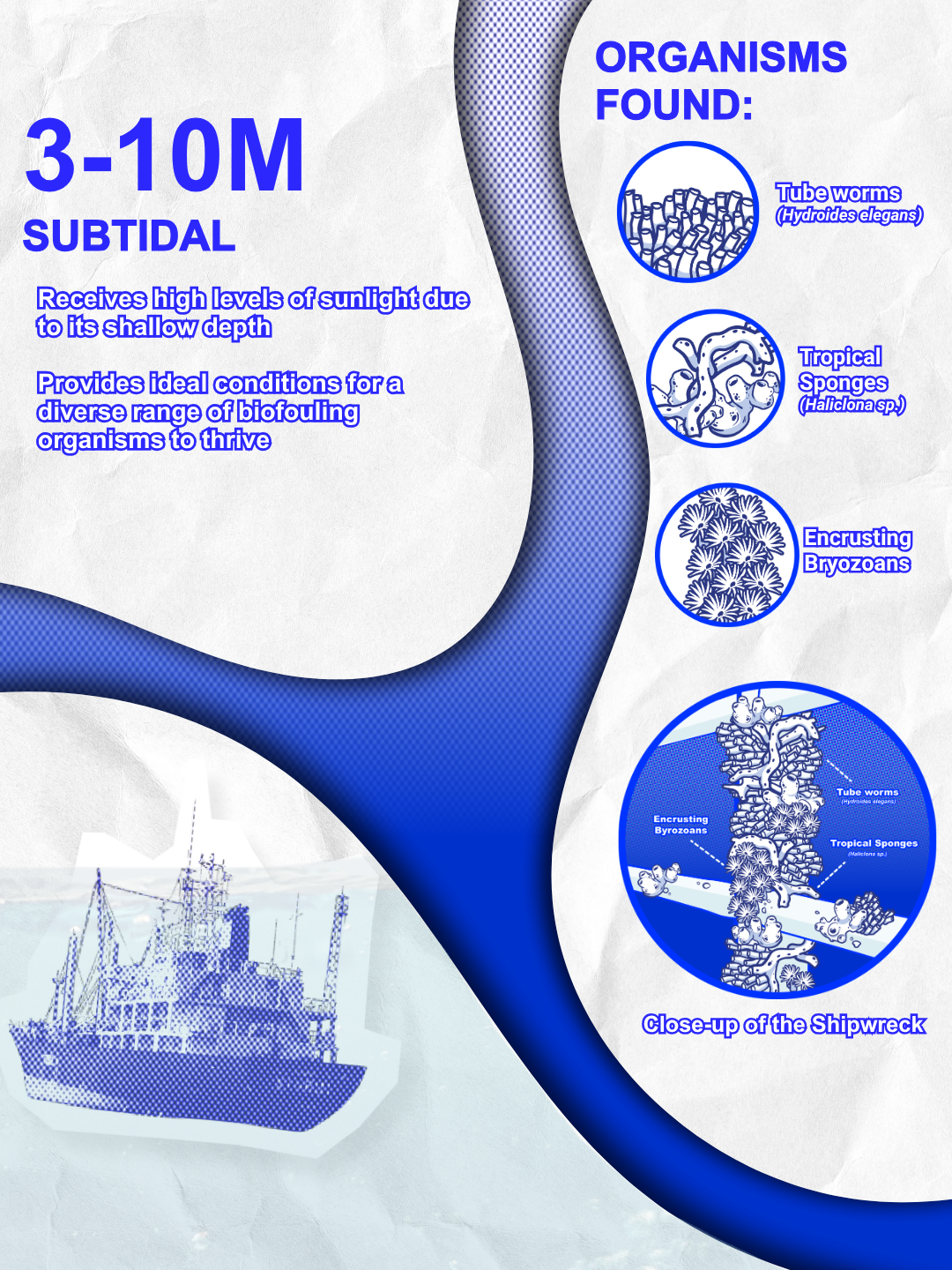 Infographic of organisms found at the 3-10M subtidal zone