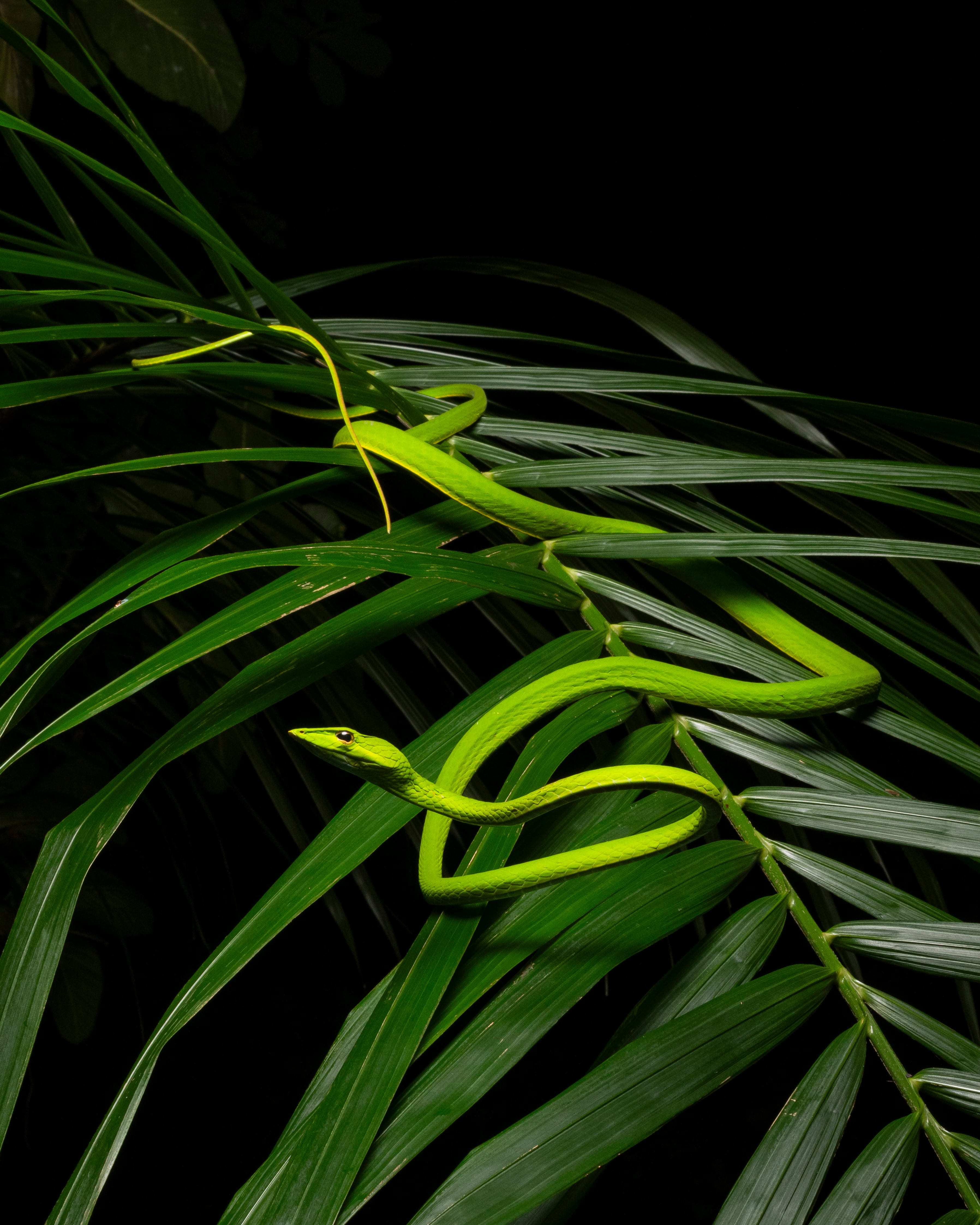 A bright green slender snake winds through dark green palm fronds against a black background.