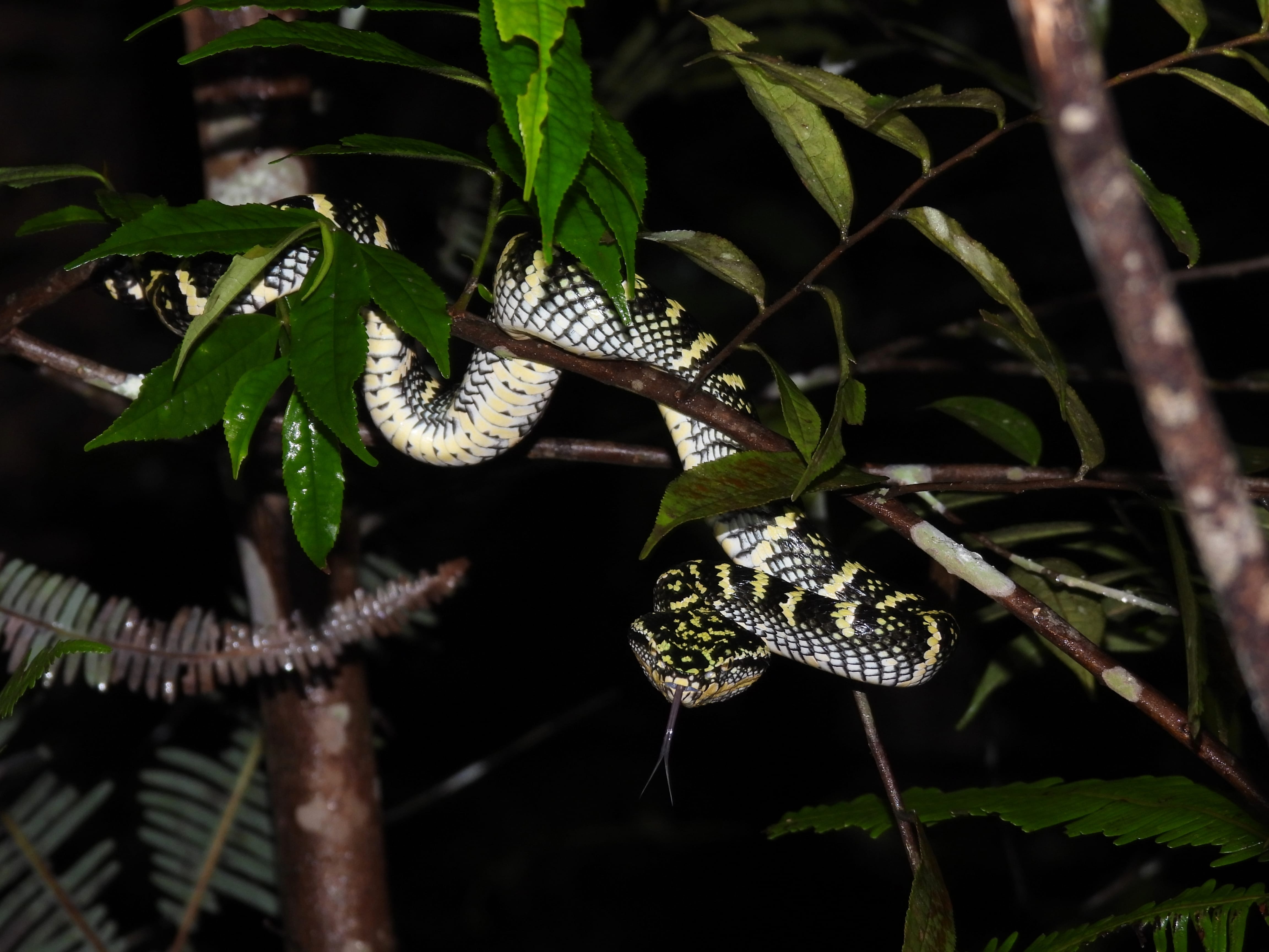 A black and yellow patterned snake coiled around tree branches with green leaves at night.