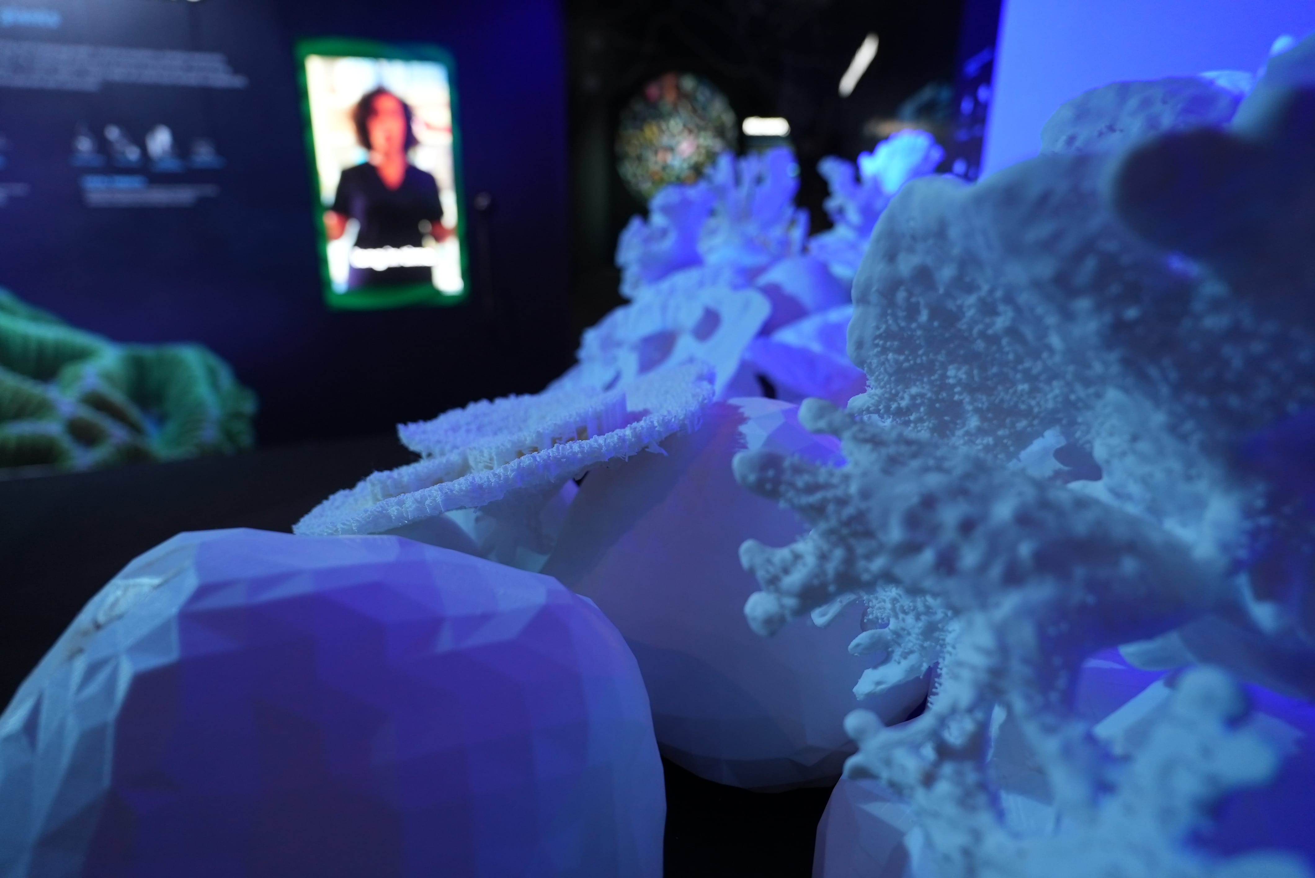 Close up photo of the corals section of the exhibition