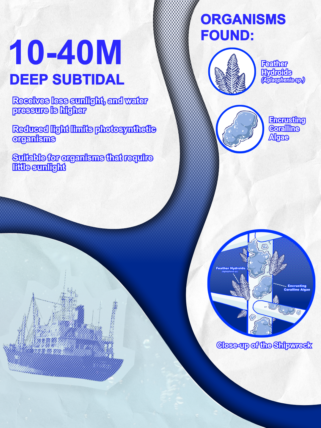 Infographic of organisms found at the 10-40M deep subtidal zone