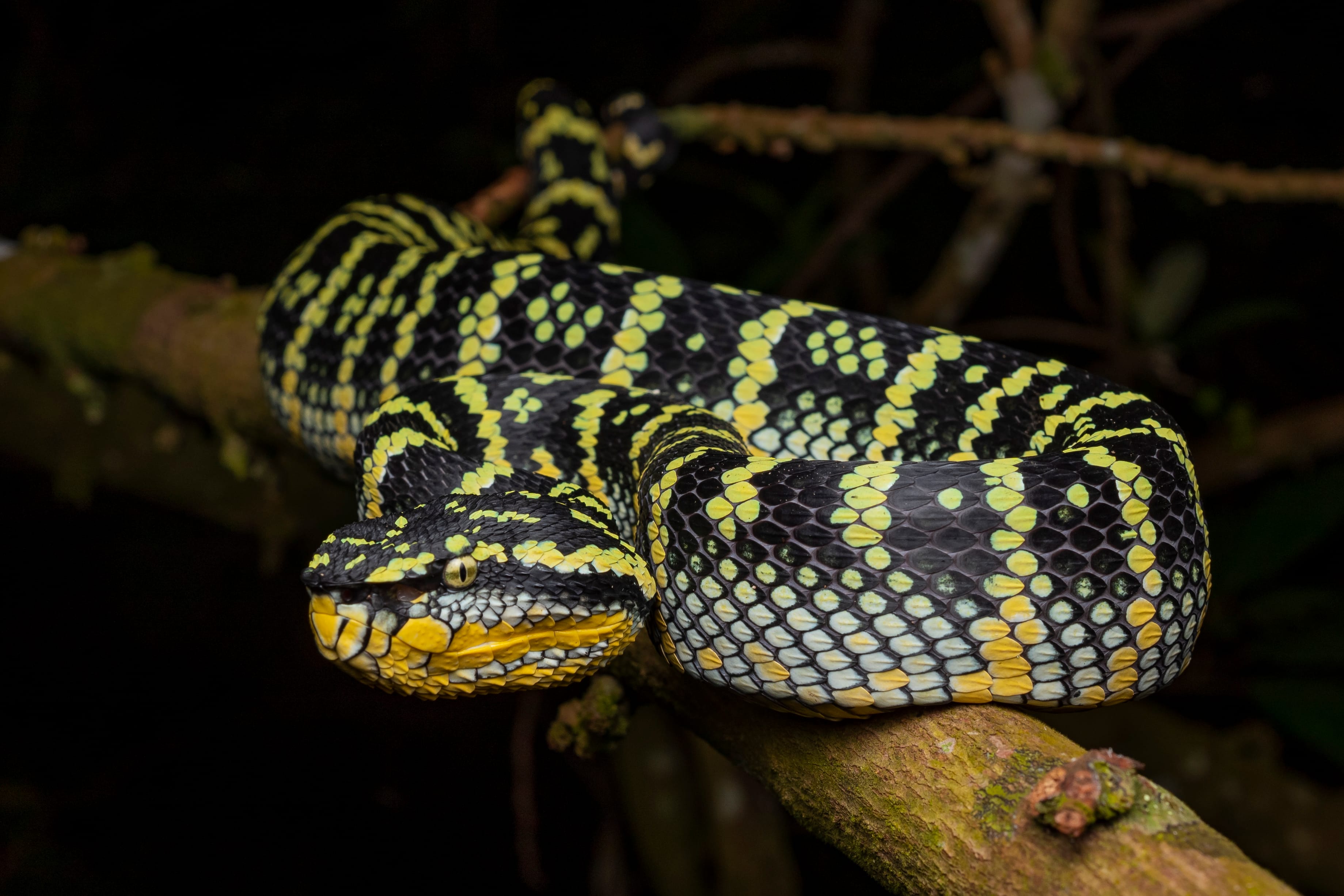 A black and yellow patterned snake coiled on a tree branch against a dark background.