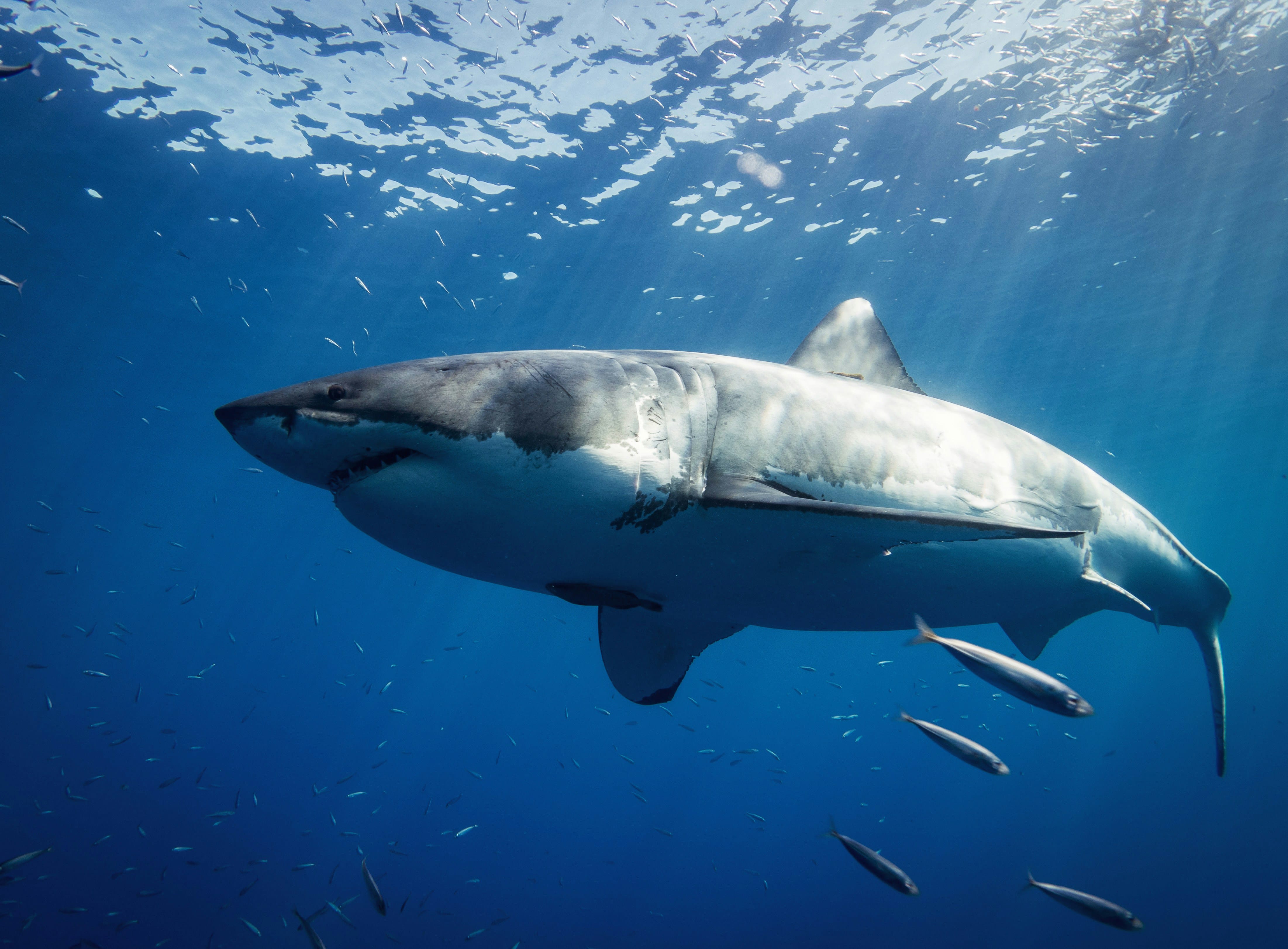 Photo of a great white shark