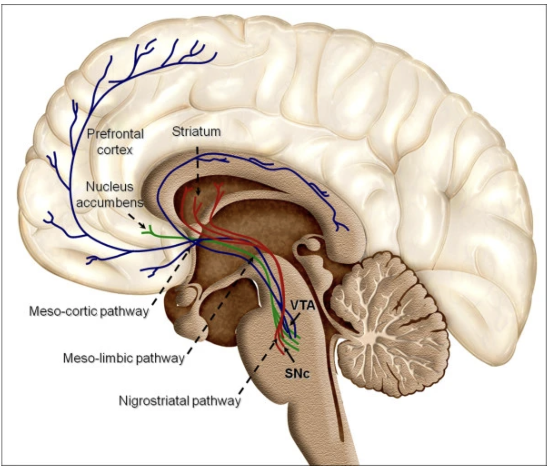 Sagittal brain diagram showing meso-cortic, meso-limbic, and nigrostriatal pathways in blue, red, and green lines.