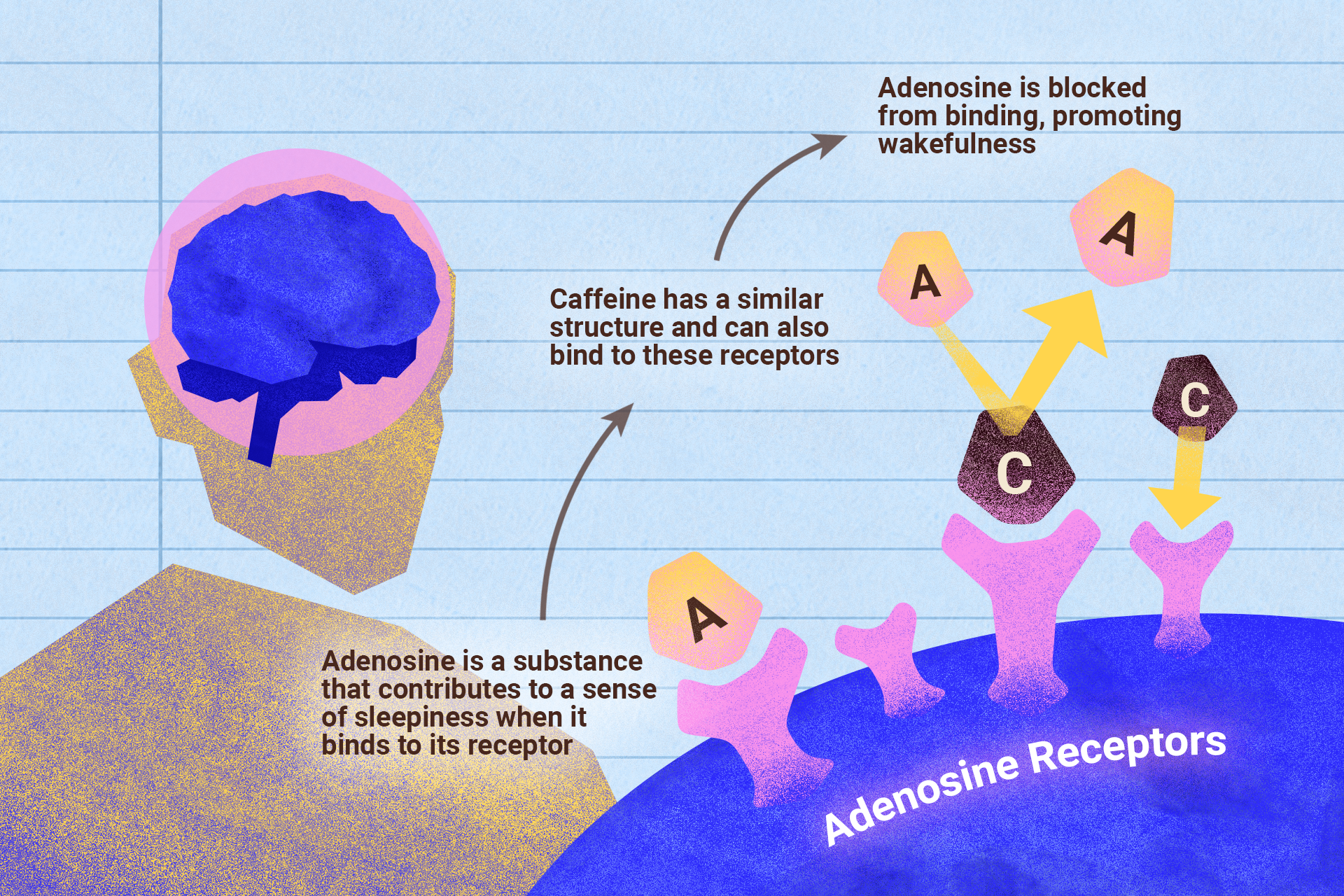 Graphics illustration explaining how adenosine and caffeine work.