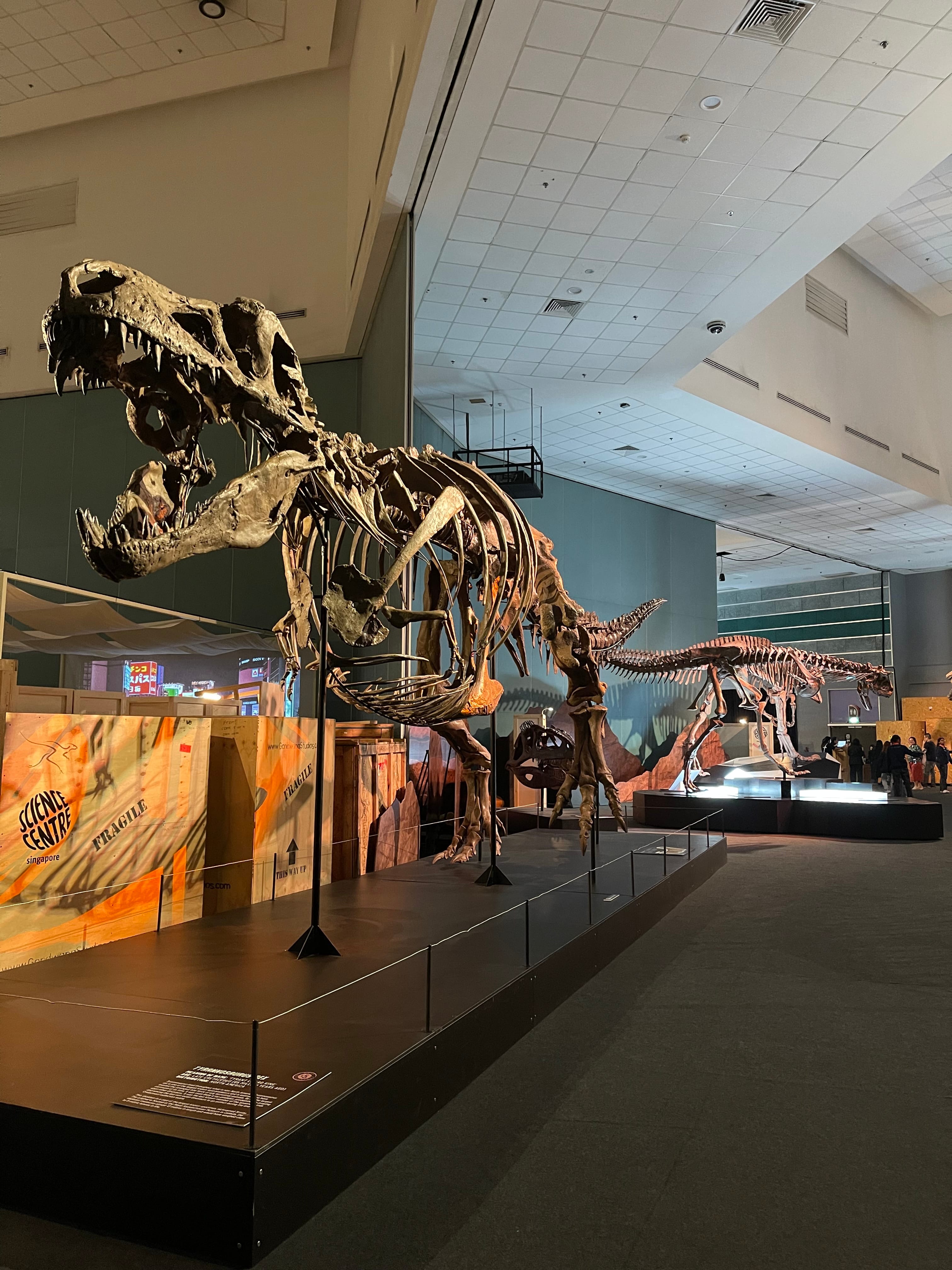 Large T-rex skeleton with open jaws on display at Science Centre Singapore, with more dinosaur skeletons in the background.