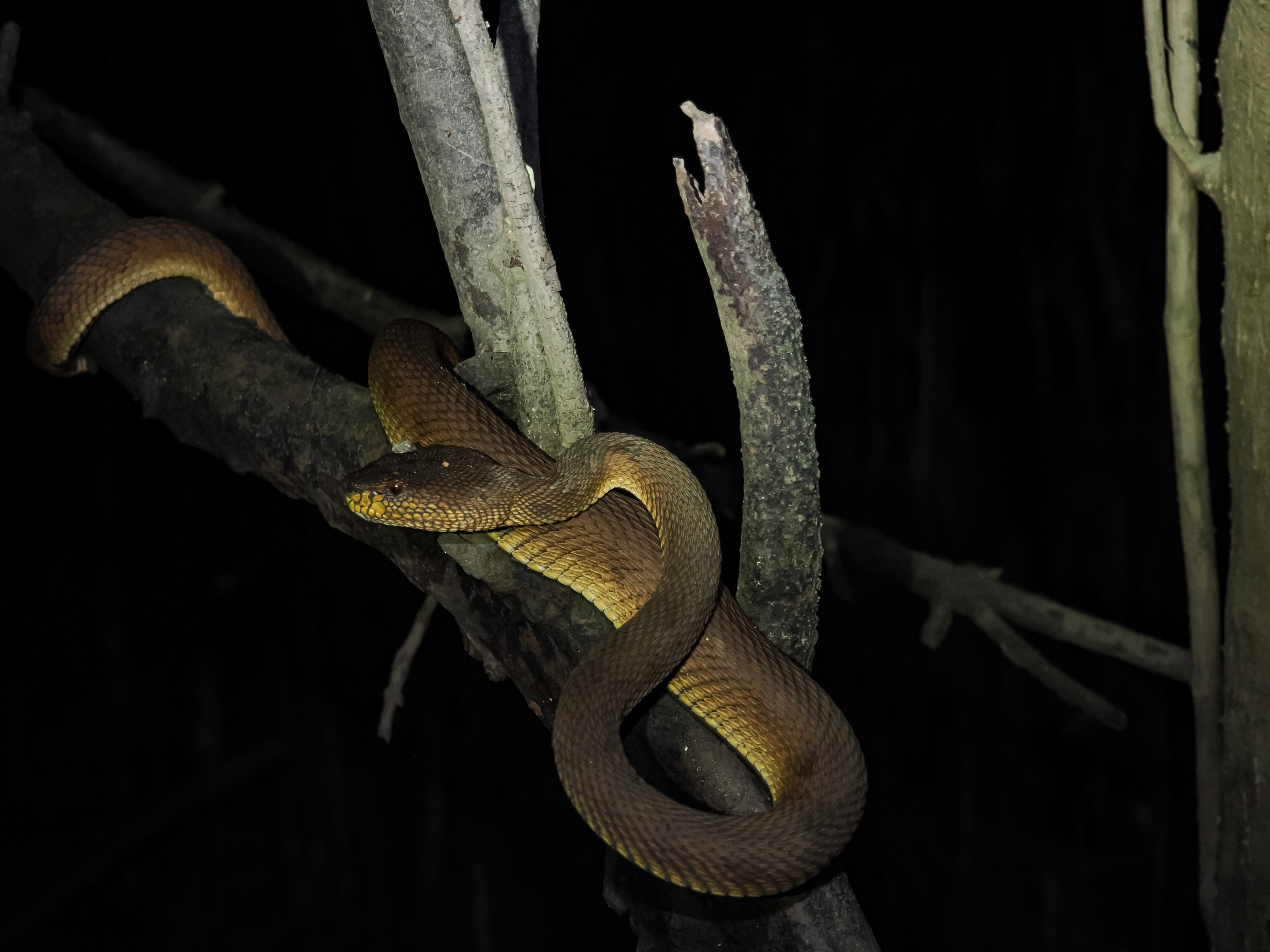 A brown and yellow snake coiled around a dark tree branch at night against a black background.