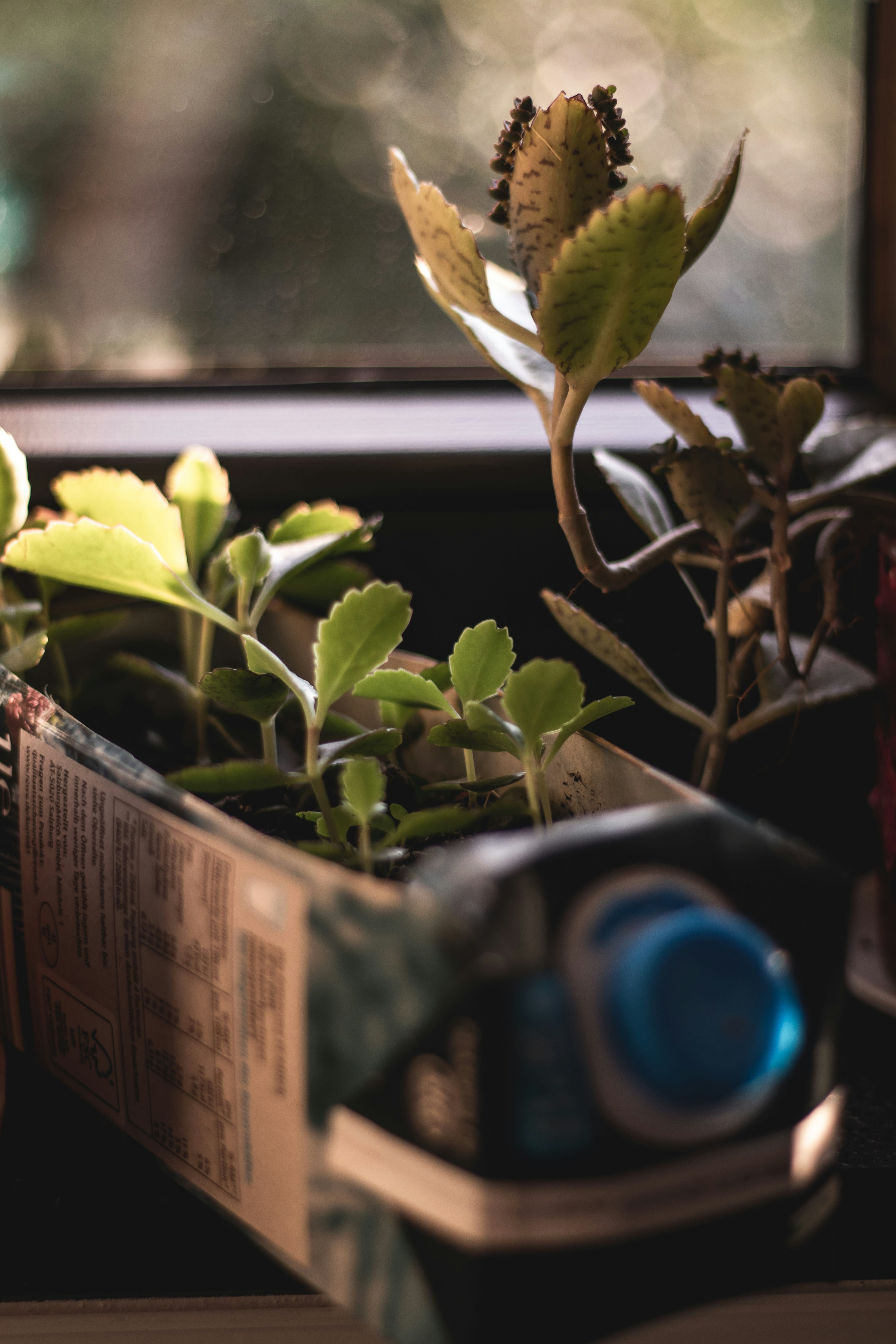 Small green seedlings grow in a repurposed cardboard box near a window, with a blue-capped bottle nearby.