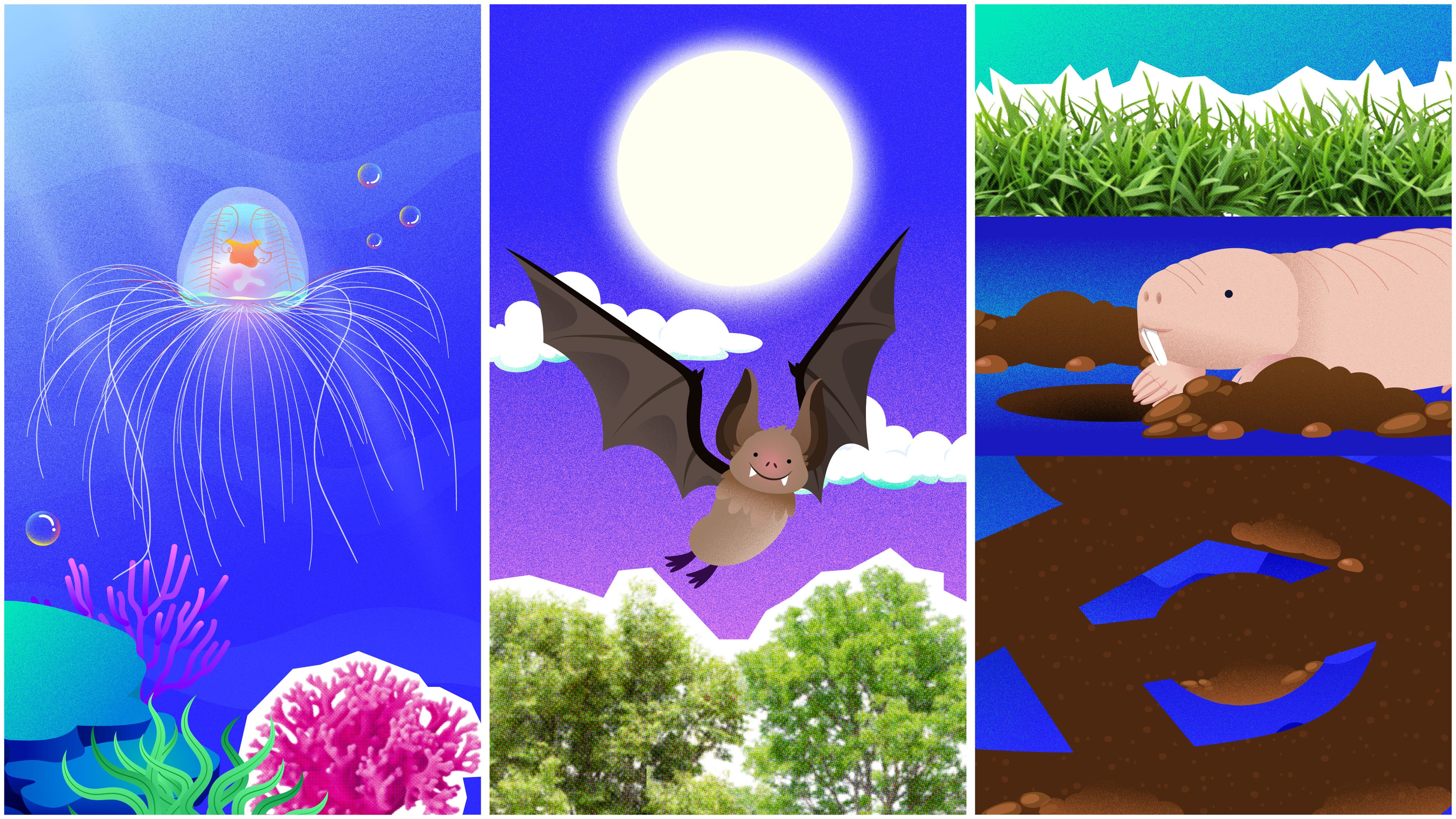 Three cartoon panels: a jellyfish underwater, a smiling bat flying before a full moon, and a mole rat in a burrow.