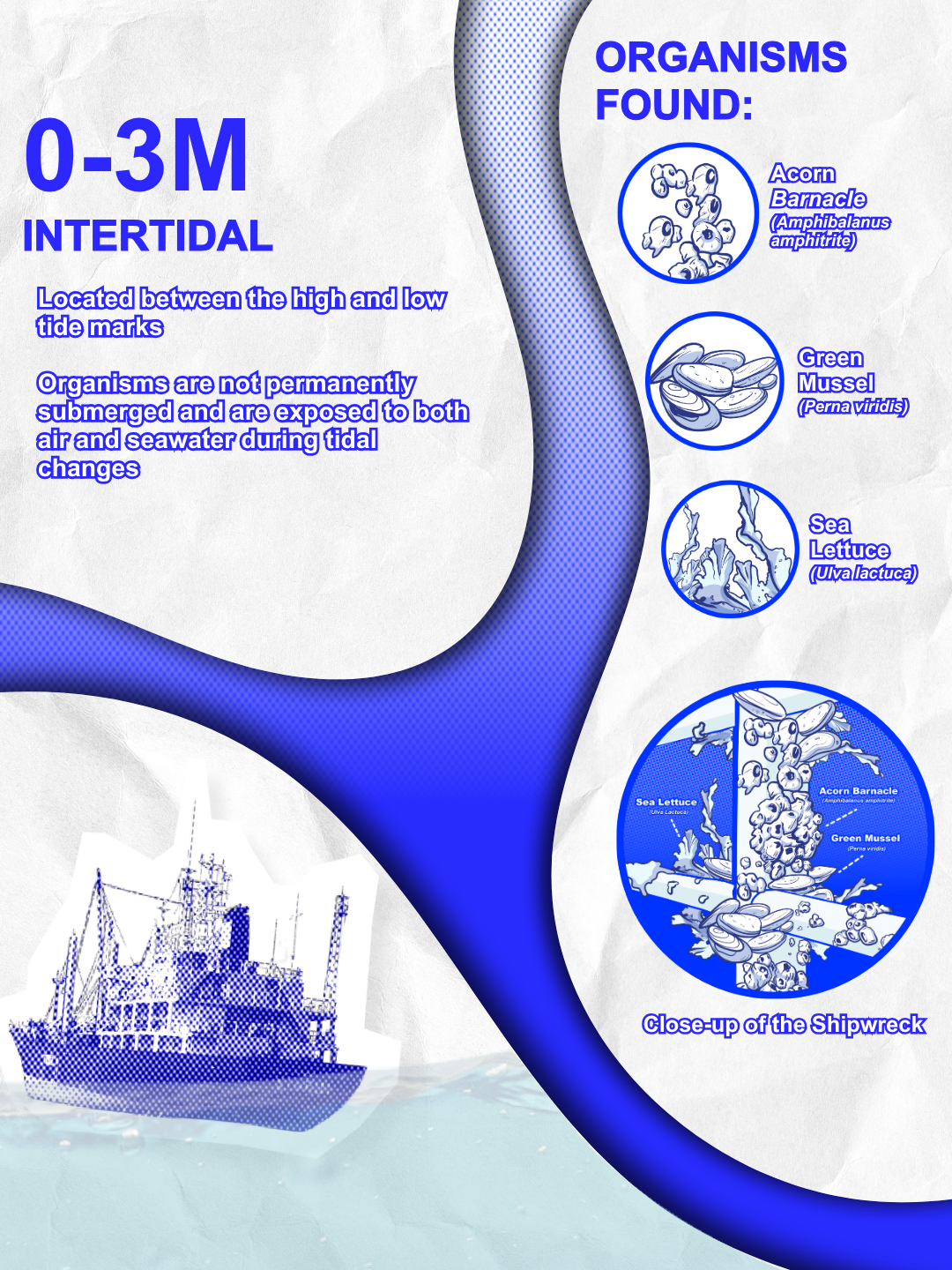 Infographic of organisms found at the 0-3M intertidal zone