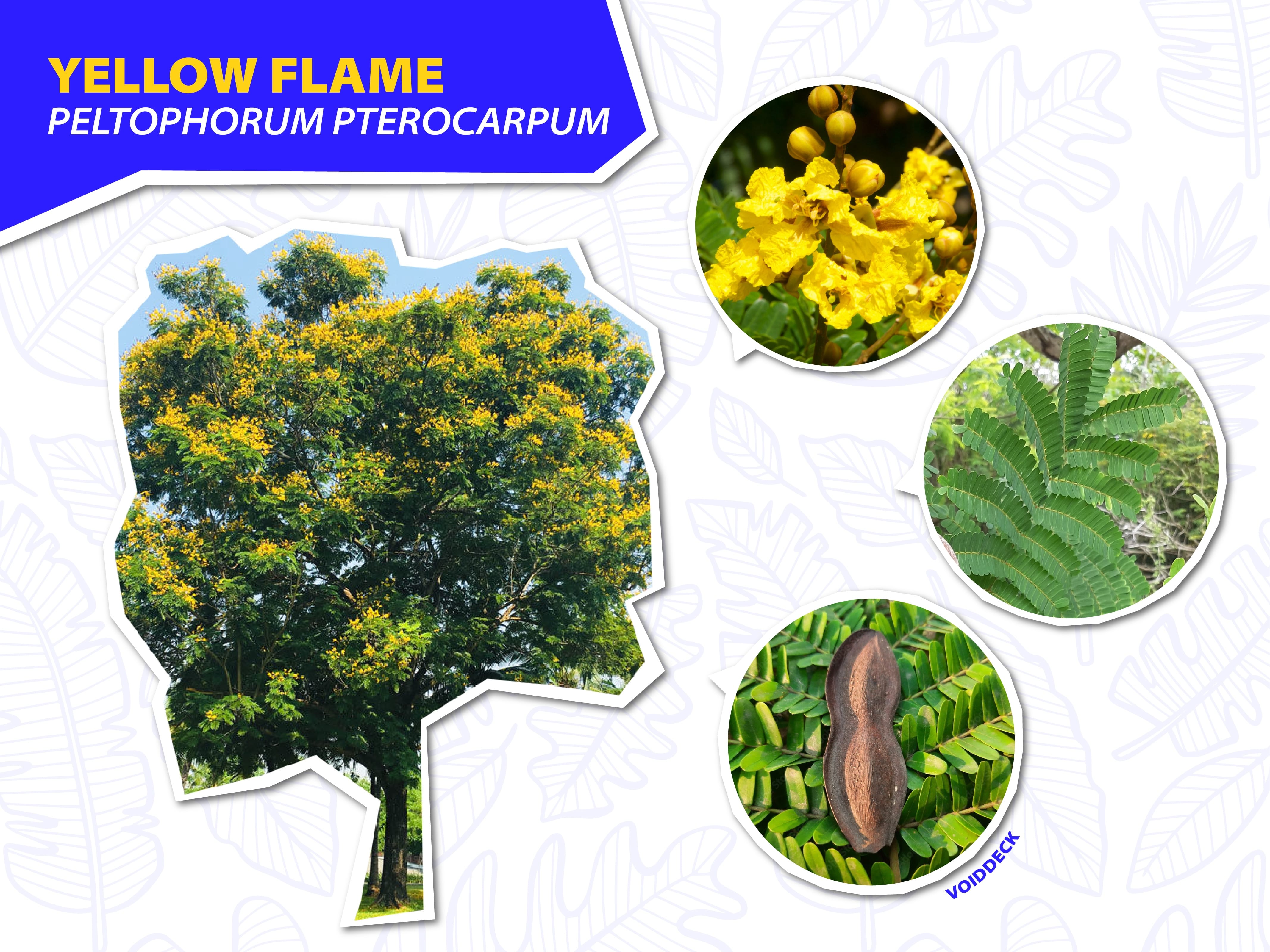 Yellow Flame tree with yellow flowers, green compound leaves, and a brown seed pod shown in three circular close-ups.