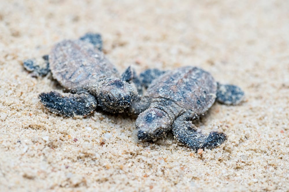 Two tiny baby sea turtles covered in sand crawling side by side on a sandy beach.