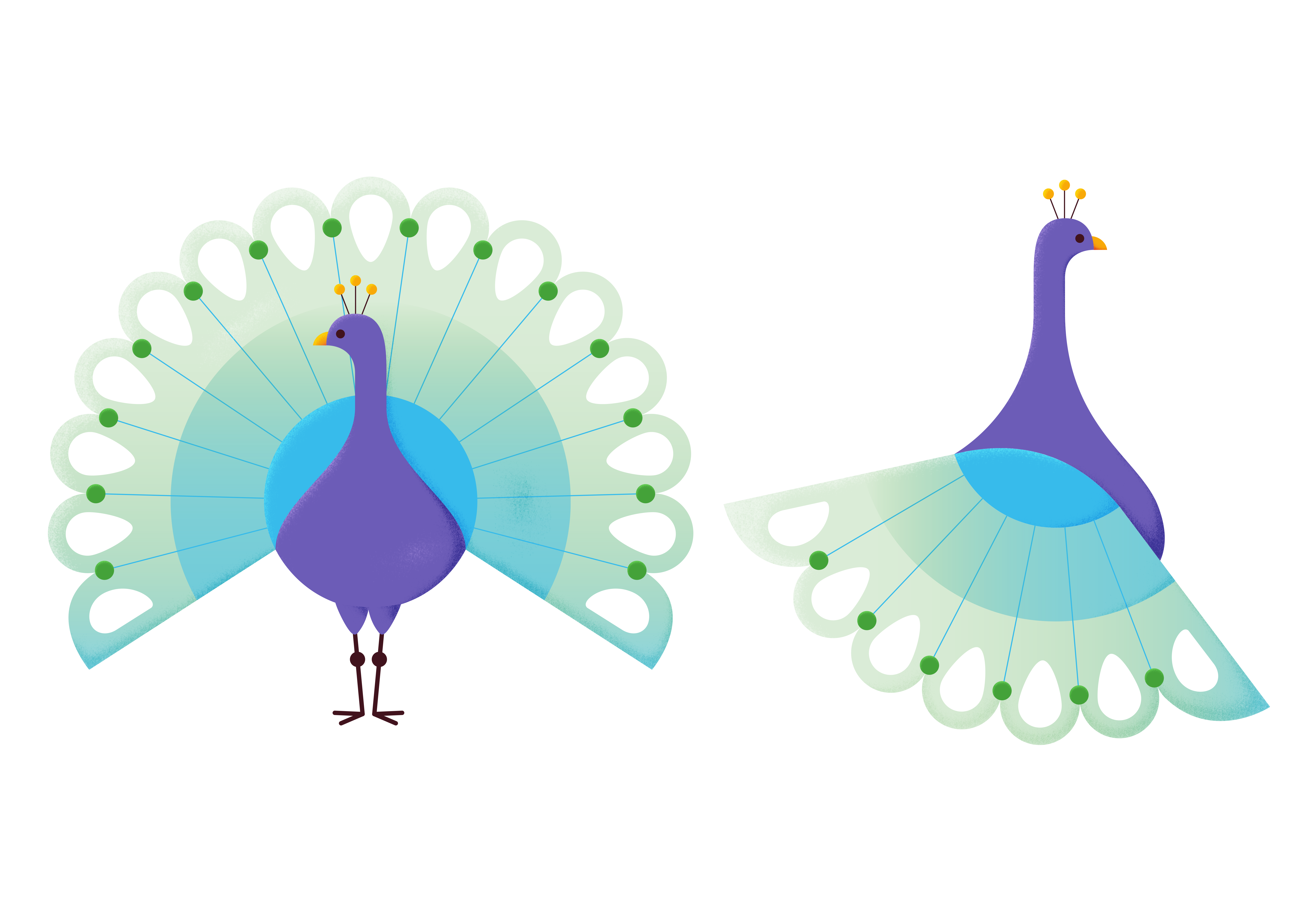 Two stylized peacocks in purple, blue, and mint green, one facing front with full tail spread, one shown from the side.