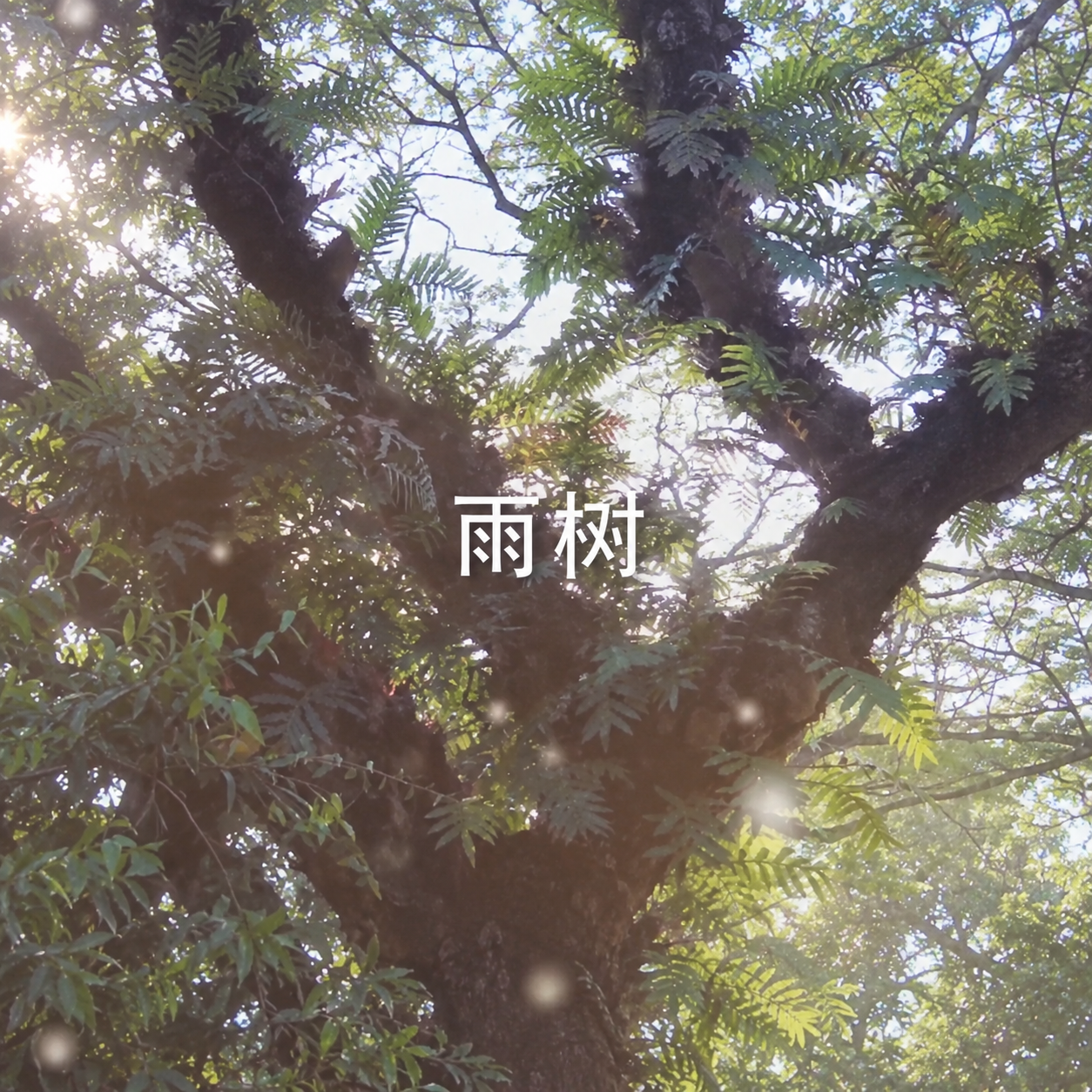《雨树》