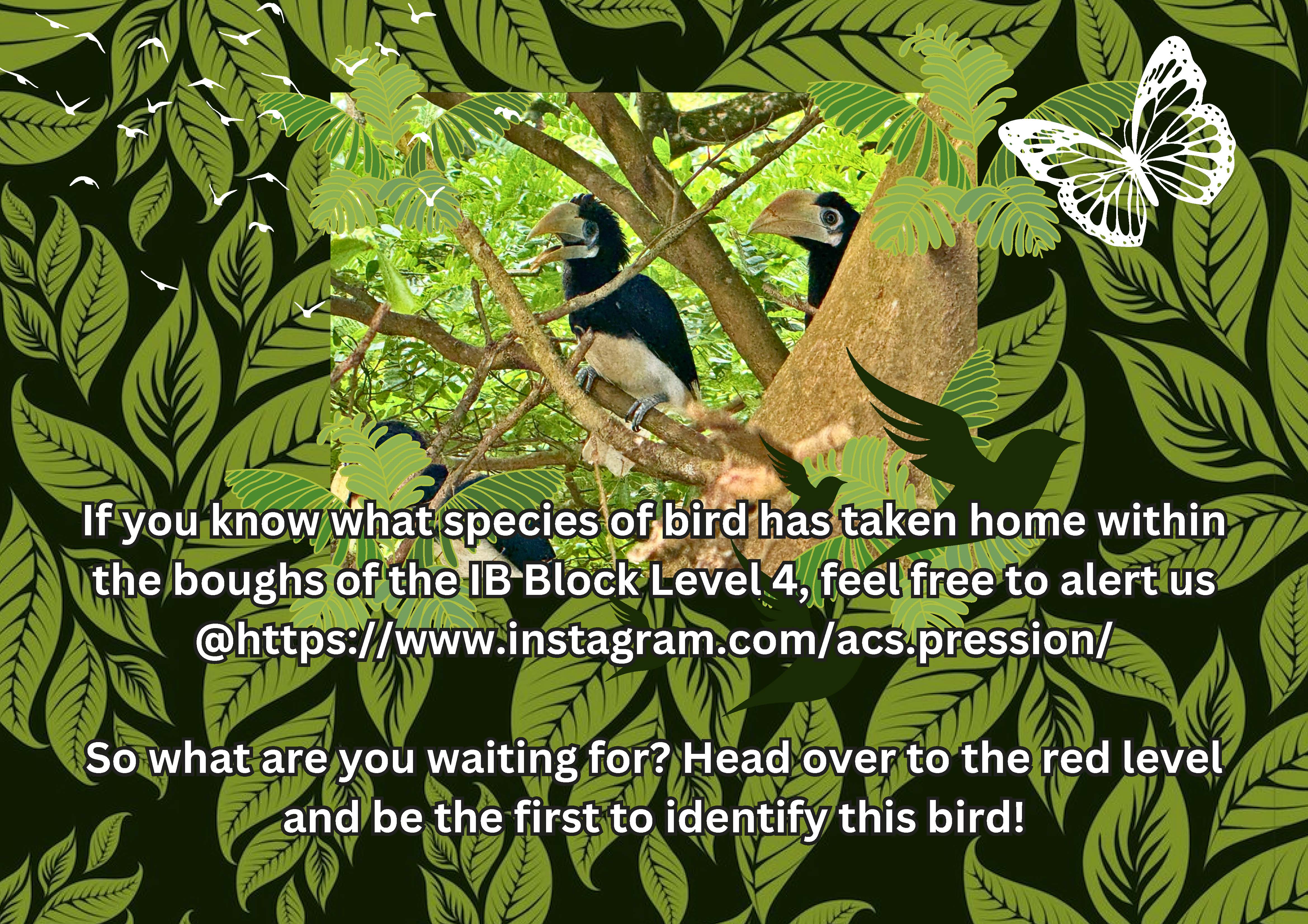 Two hornbills perched on tree branches, on a dark green leafy background with white text asking readers to identify the bird species.
