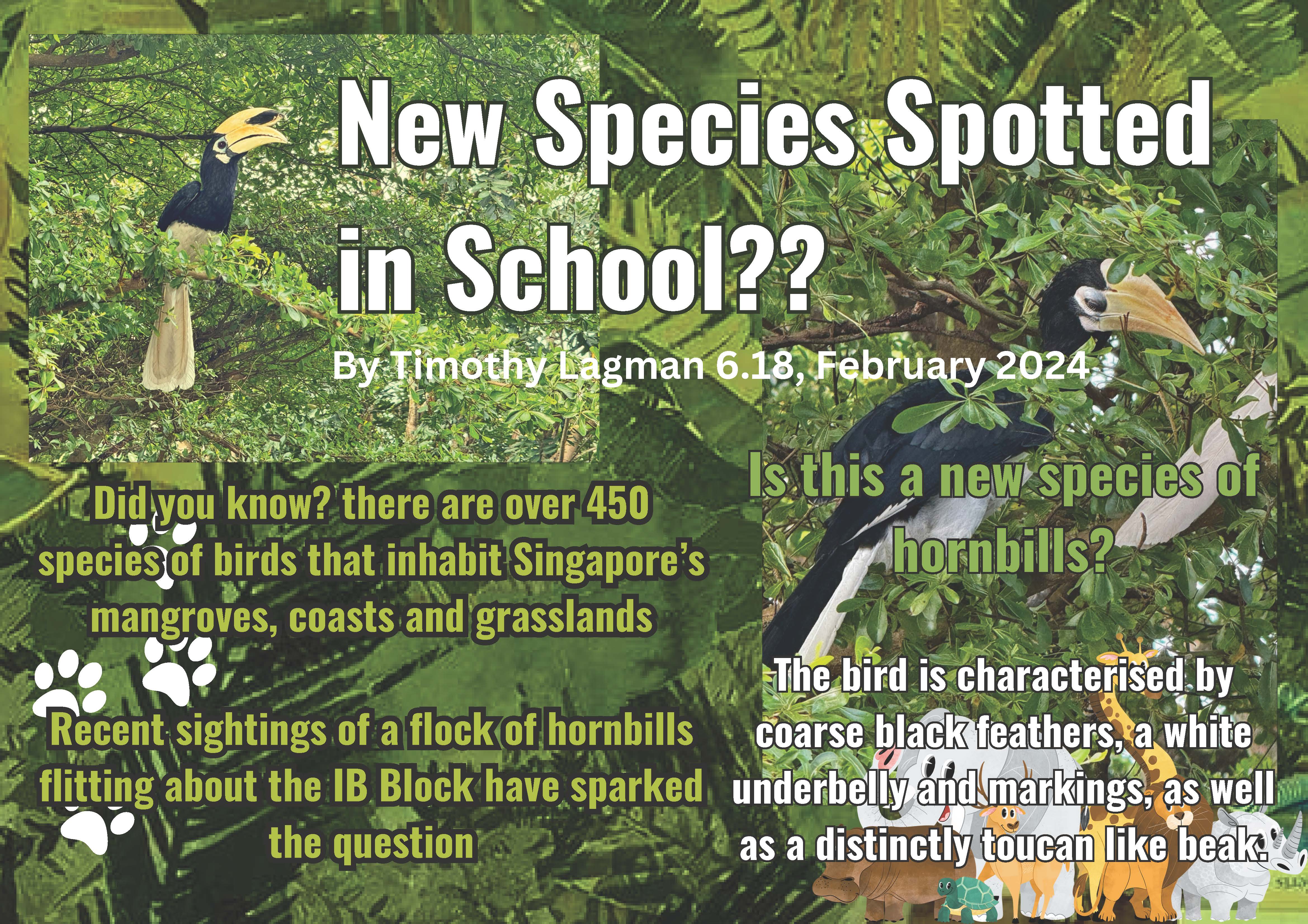 Flyer titled "New Species Spotted in School?" featuring two hornbill photos in green trees with text about Singapore birds.