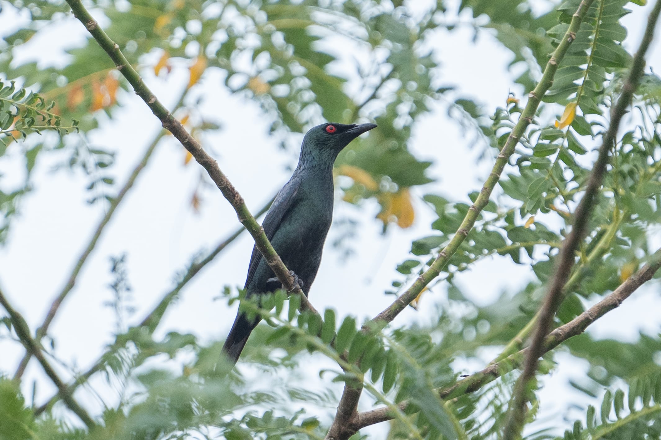 Dark blue-green bird with a red eye perched on a branch surrounded by green leafy tree branches.