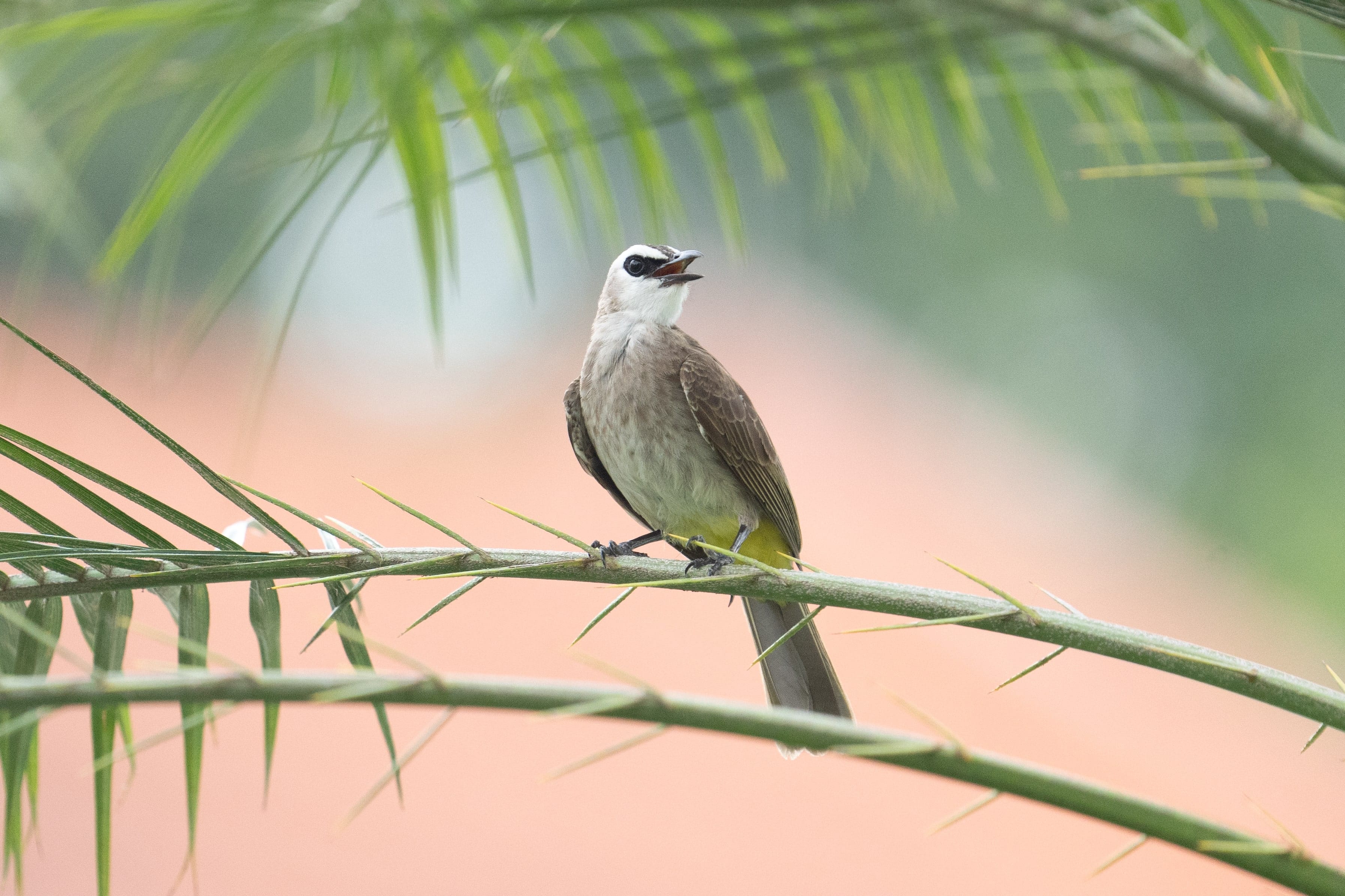 A small gray and yellow bird perches on a thorny green branch with its beak open, surrounded by blurred foliage.