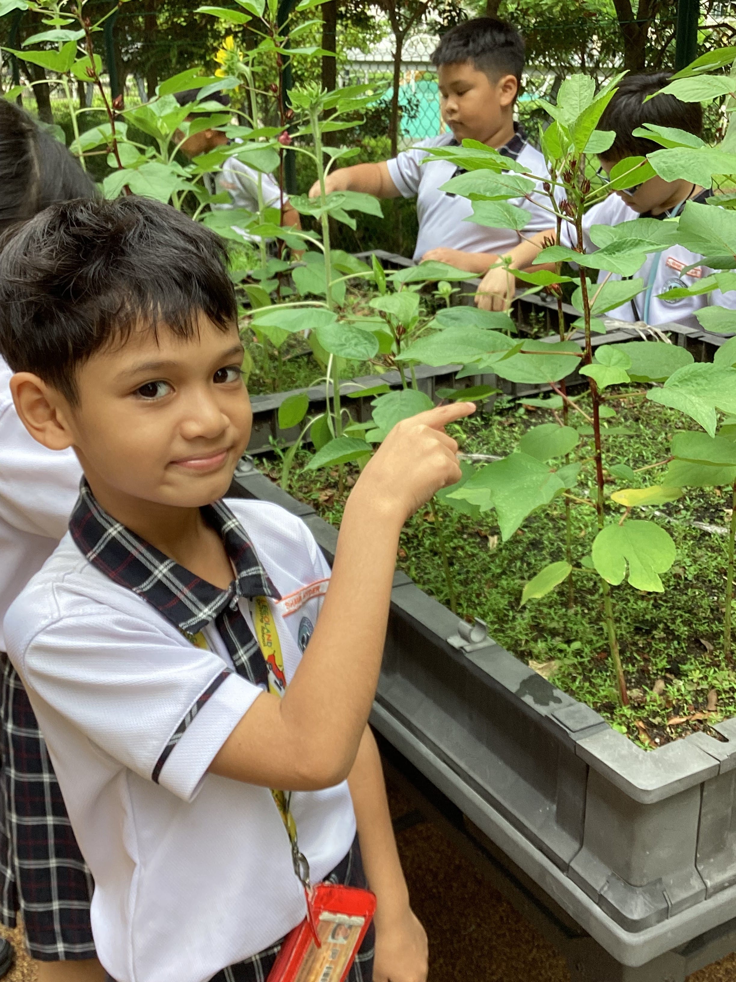 Proudly showing a roselle