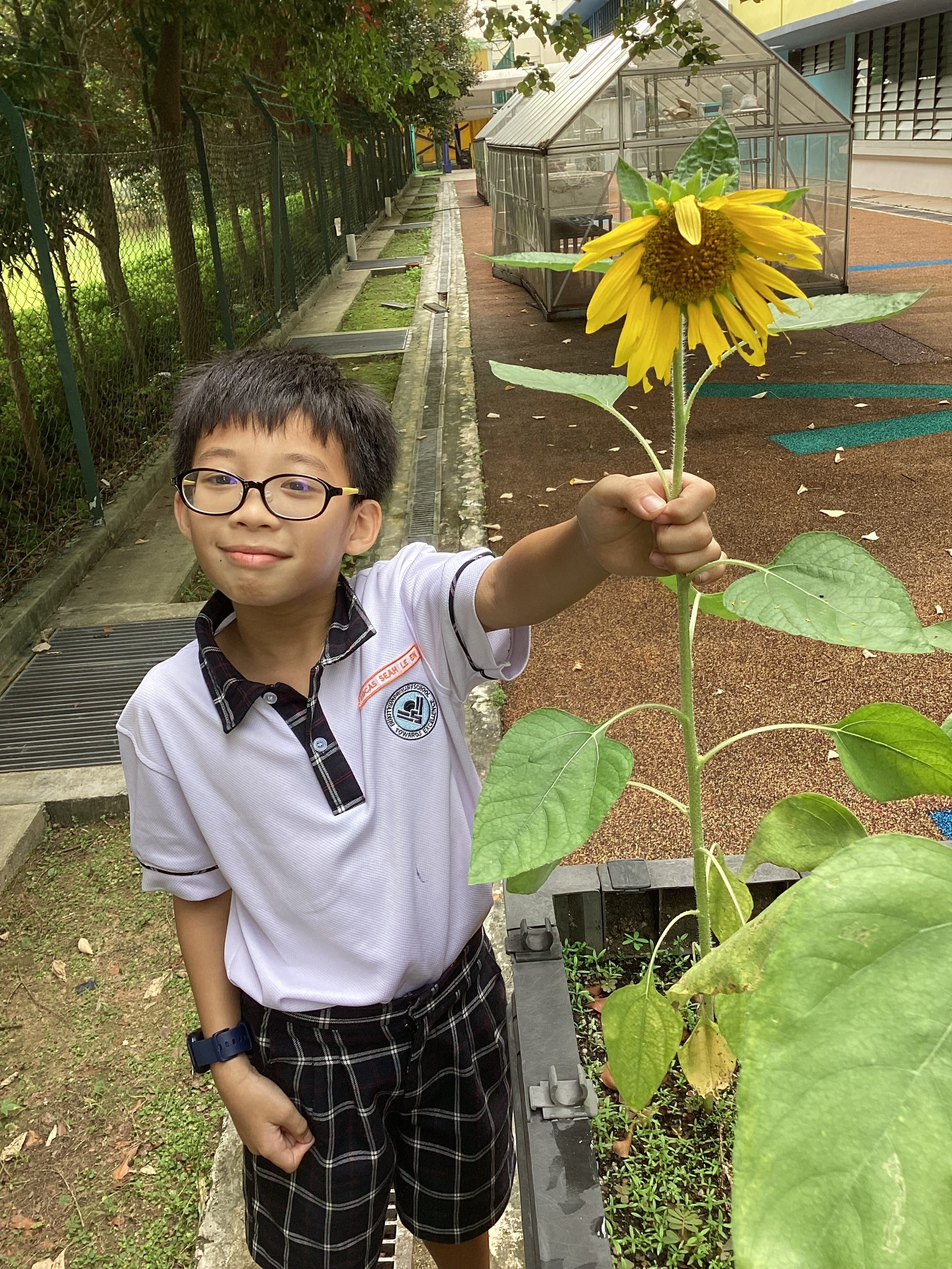 Proudly showing a sunflower