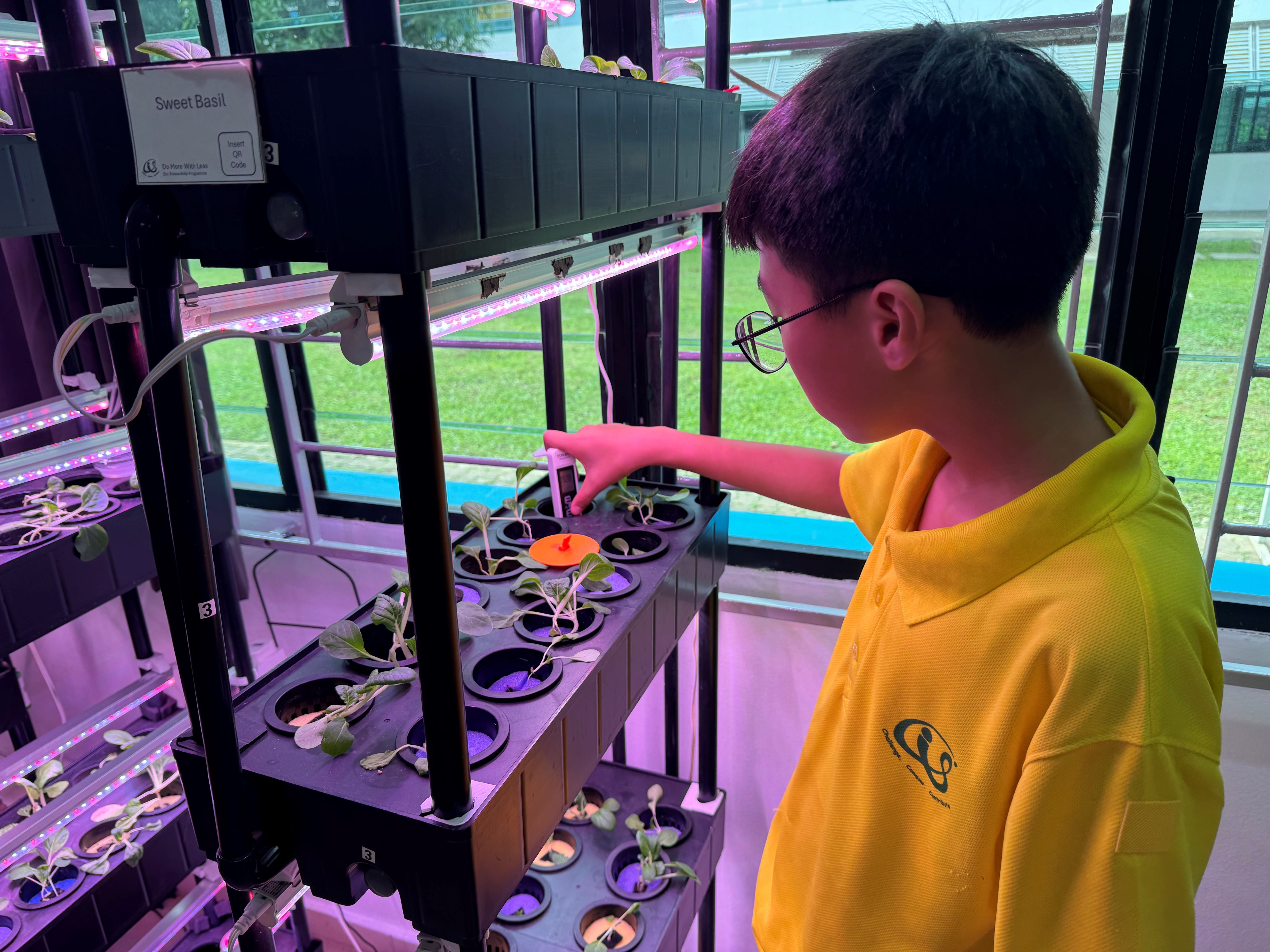 A boy in a yellow shirt points at seedlings in an indoor hydroponic rack lit by purple LED grow lights.