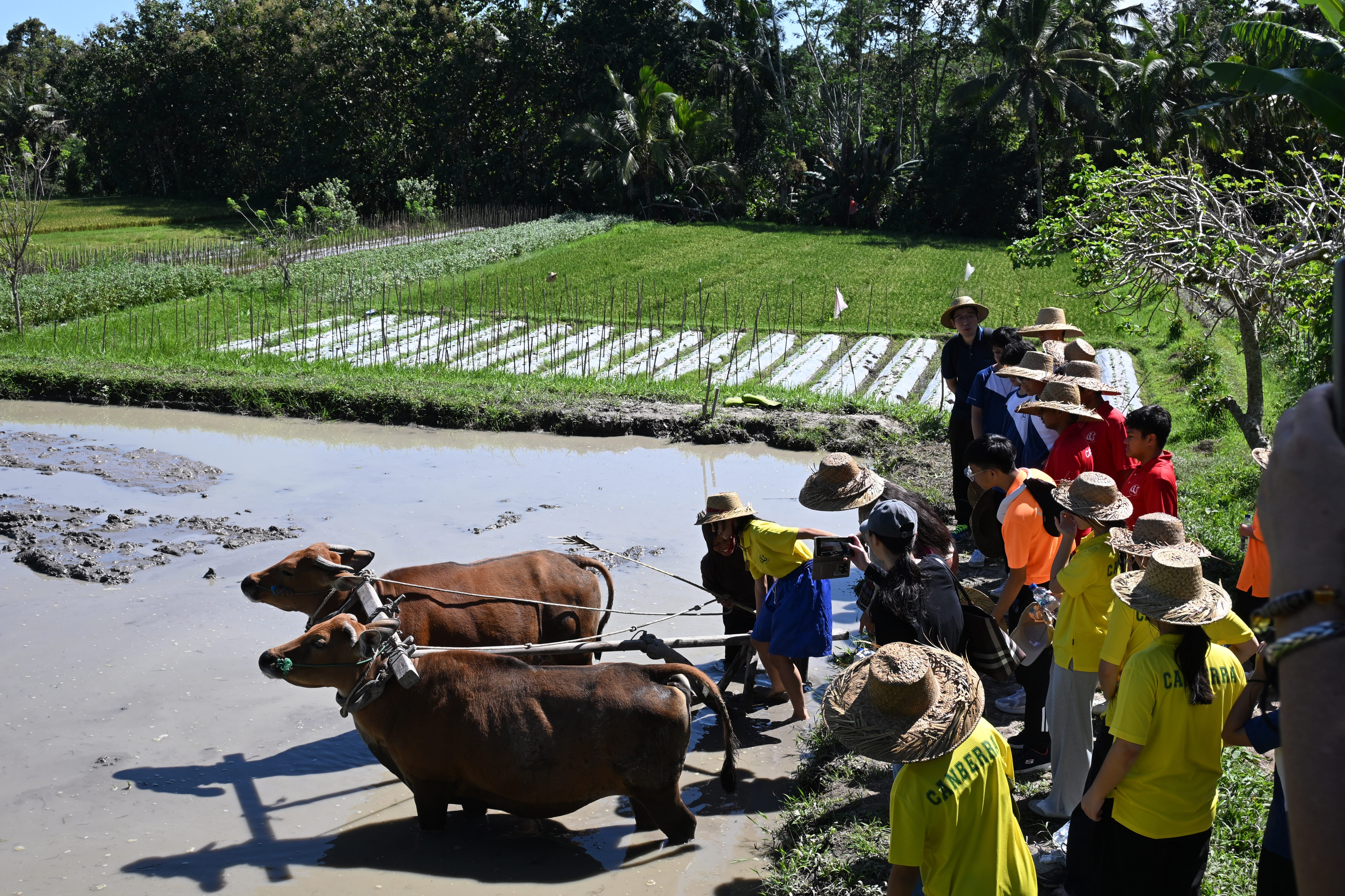 People in straw hats watch two cows plow a muddy rice paddy beside green fields and trees.