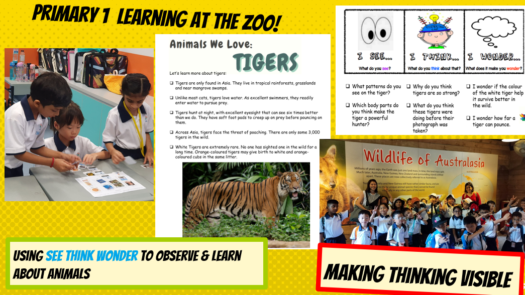 Primary 1 students learning about tigers at the zoo using See Think Wonder thinking routine.