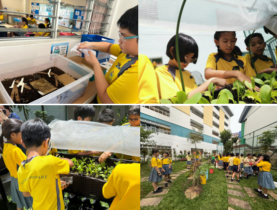Students in yellow uniforms tend to plants, examine soil, and walk outdoors near a school garden.