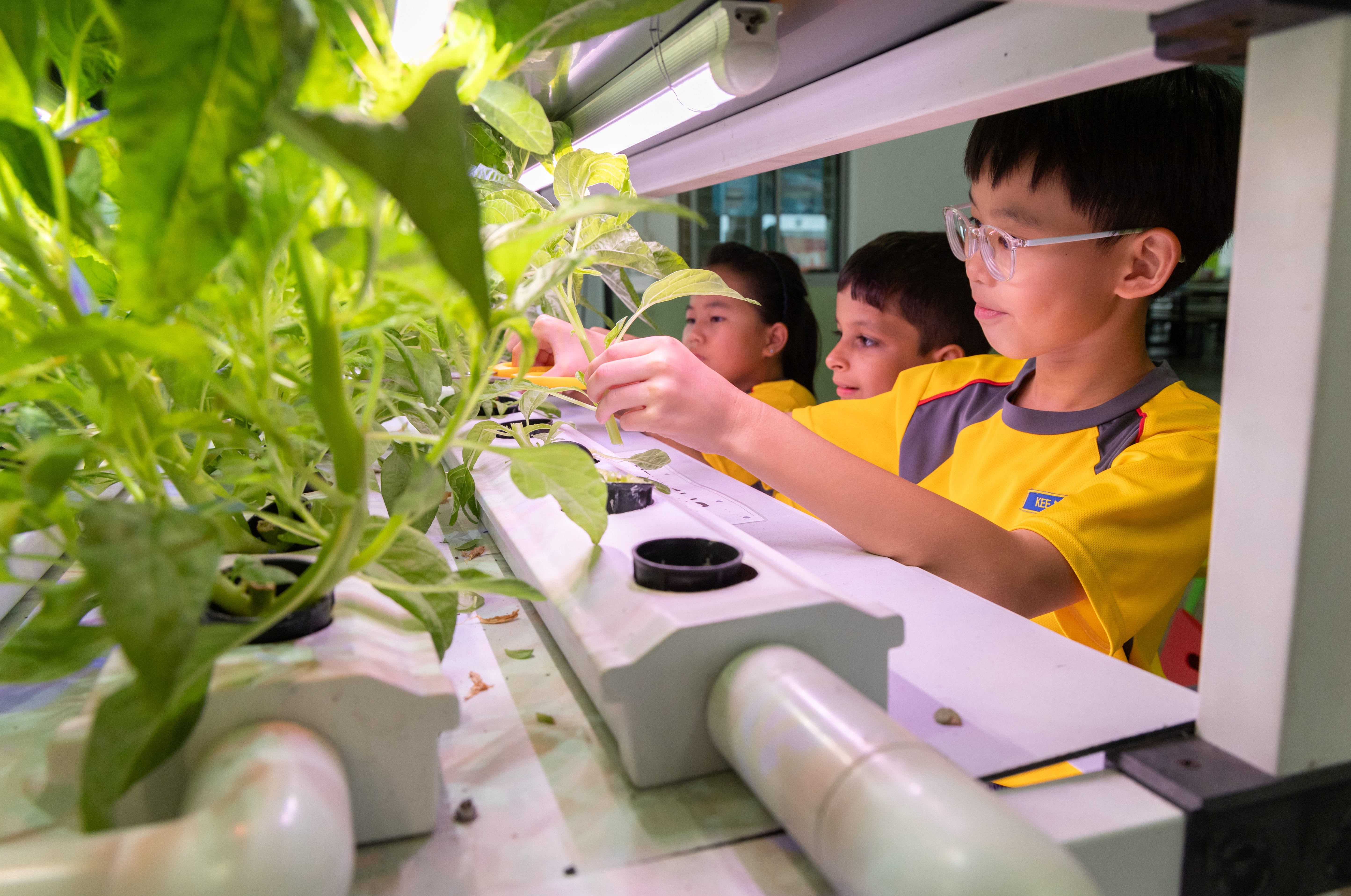 Students on Hydroponics