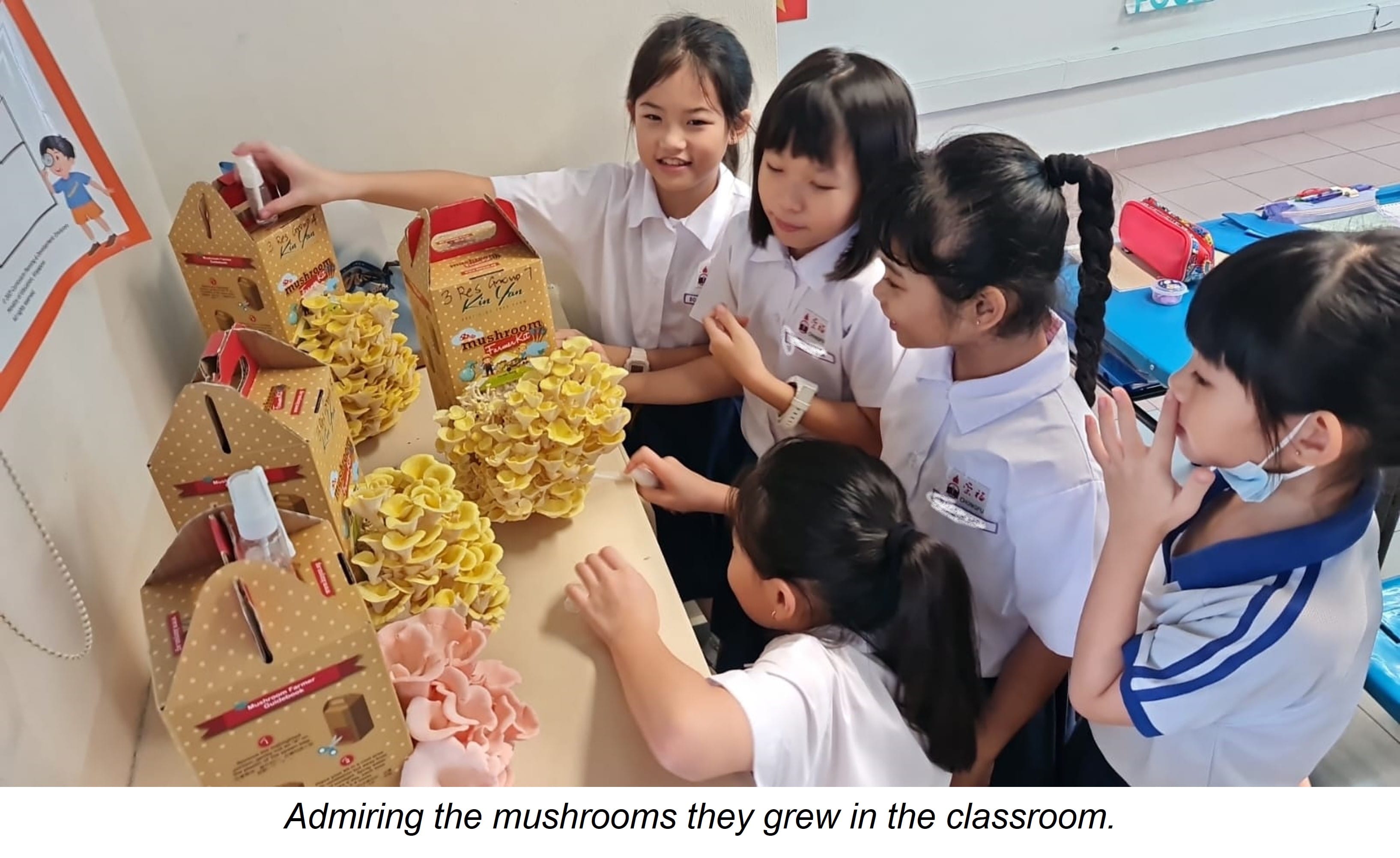 Five schoolgirls in white uniforms gather around a desk examining yellow and pink mushrooms growing in cardboard kits.