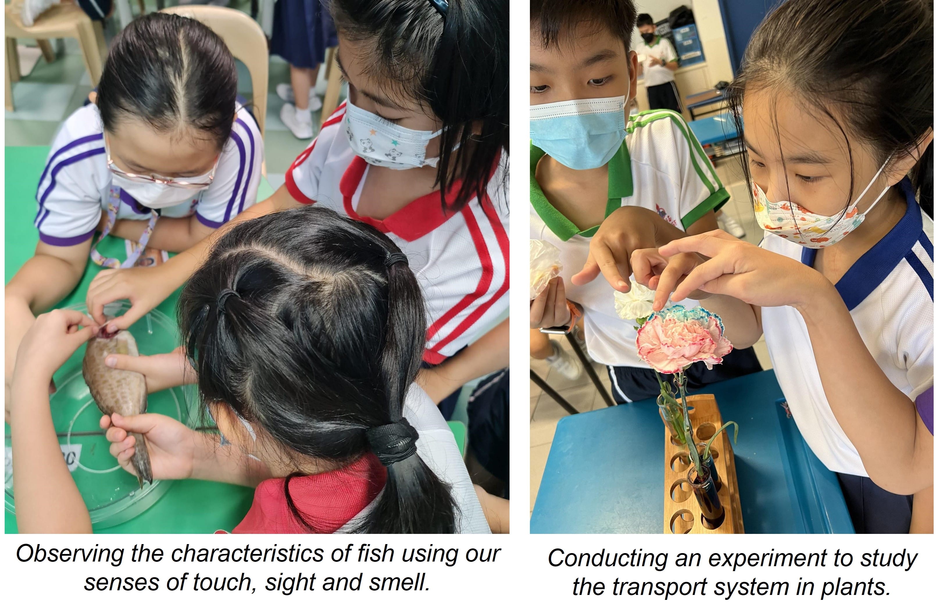 Students wearing masks examine a fish and a colorful carnation in test tubes during science experiments.