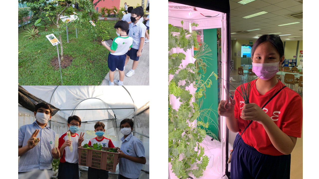 Students wearing masks explore outdoor plants, pose with harvested greens, and examine a pink-lit vertical hydroponic garden indoors.
