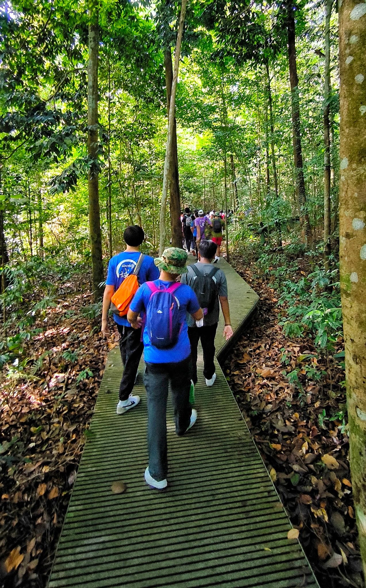 A group of people with backpacks walking along a narrow wooden boardwalk through a dense green forest.