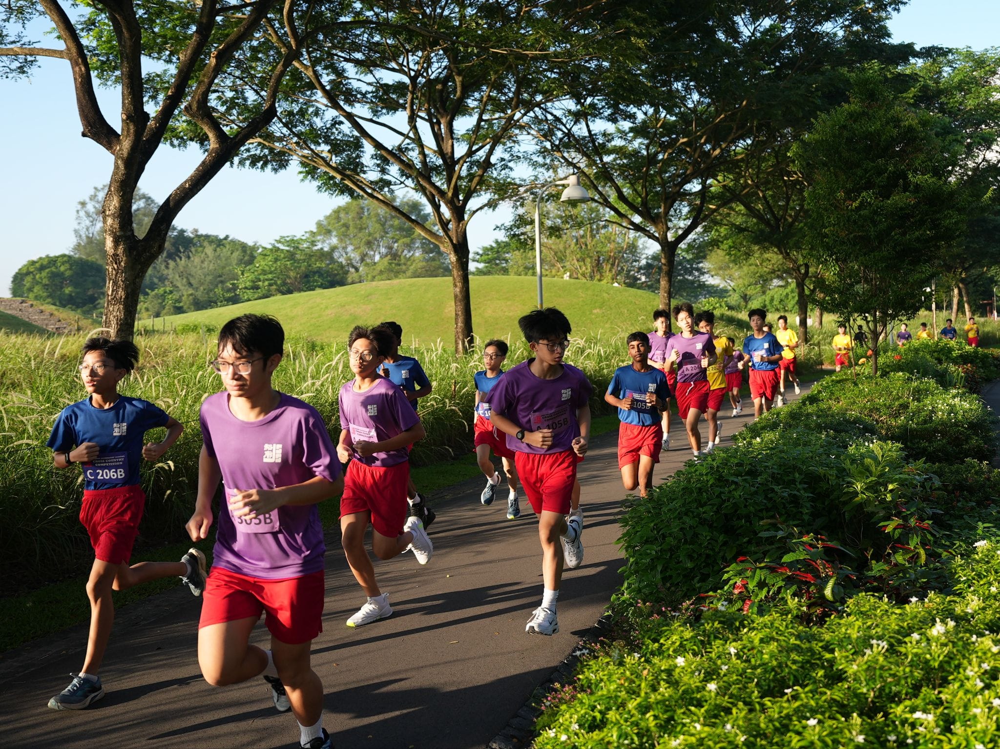 A large group of young runners wearing race bibs in purple and blue shirts race along a tree-lined park path.