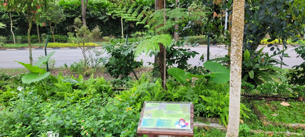 Ferns & Edibles Garden – Explore plant adaptations, food security, and self-sustainability.