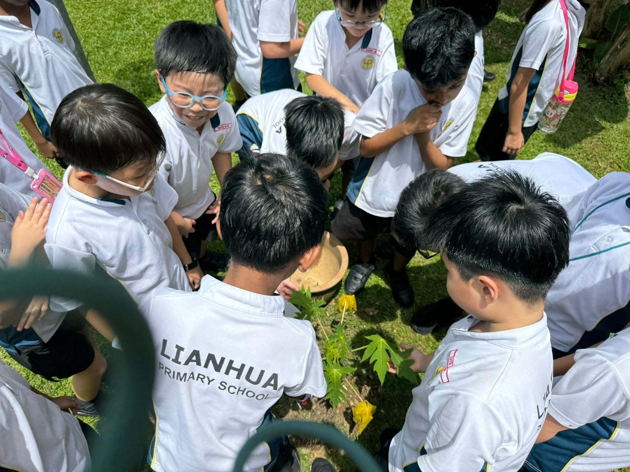 Students observing a plant with lobed edge